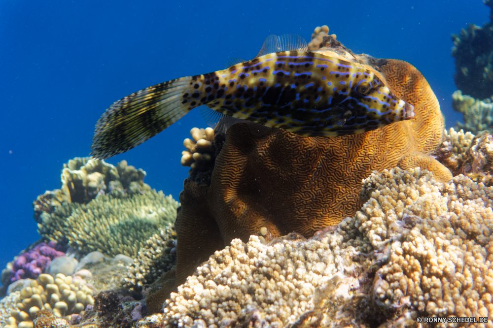  Riff Unterwasser Koralle Fisch Meer Kugelfisch Ozean Tropischer Marine Wasser Tauchen aquatische Coral reef Tauchgang exotische Tauchen Salzwasser Grat Reisen Kolonie bunte tief Urlaub Sonnenlicht erkunden Leben natürliche Höhe Sonne Aquarium Tourismus Sonnenstrahl Exploration Wildtiere Orte Aal Traum unter Schwimmen Blasen Strahl hell Farbe Taucher Unterwasser unter Strahlen unter Entspannung Tiefe Scuba diving Anemone 3D Fische geologische formation seelandschaft Schnapper Salz Schwimmen Sommer Schule nass Schnorcheln Licht Klima Tiere Schildkröte schwarz Tierwelt dunkel Sonnenschein Ruhe ruhige Urlaub Oberfläche reef underwater coral fish sea puffer ocean tropical marine water diving aquatic coral reef dive exotic scuba saltwater ridge travel colony colorful deep vacation sunlight explore life natural elevation sun aquarium tourism sunbeam exploration wildlife places eel dream below swimming bubbles ray bright color diver undersea beneath rays under relaxation depth scuba diving anemone 3d fishes geological formation seascape snapper salt swim summer school wet snorkeling light climate animals turtle black fauna dark sunshine calm tranquil holiday surface