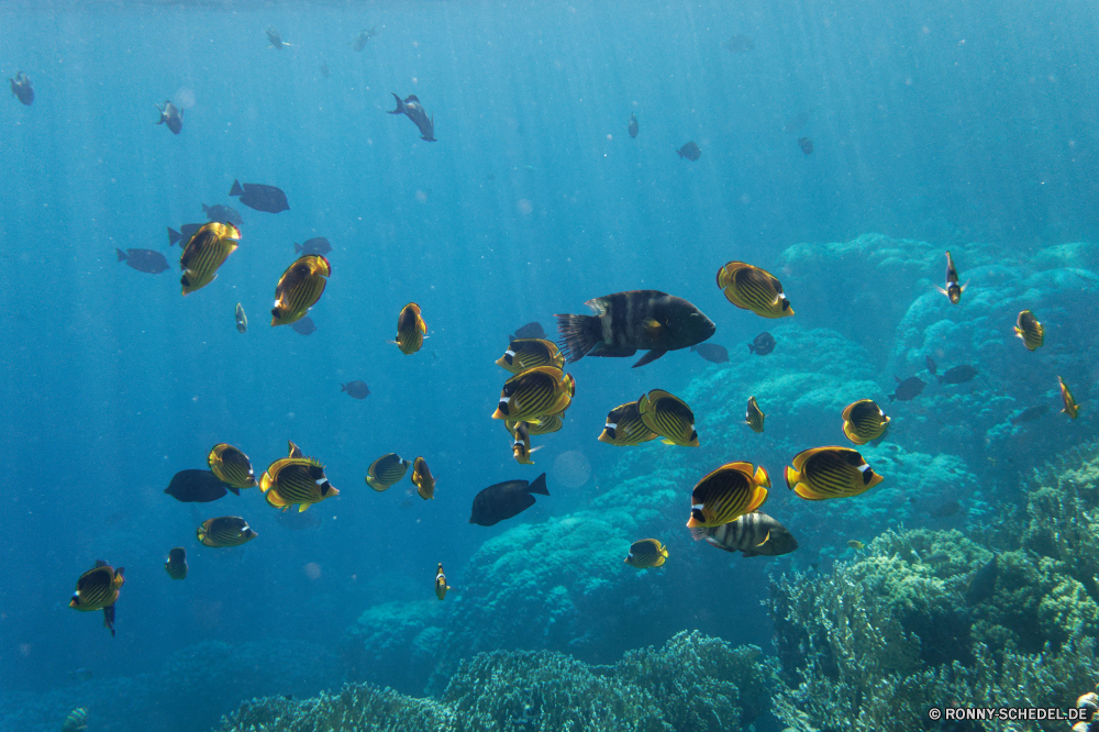  Coral reef Riff Meer Unterwasser Koralle Fisch Ozean Grat Tauchen Wasser Tropischer Marine aquatische natürliche Höhe Tier Salzwasser exotische Tauchgang Tauchen Sonnenlicht Kolonie Sonne Reisen Sonnenstrahl bunte Taucher geologische formation Exploration Urlaub erkunden tief Schwimmer Leben hell unter Tourismus Qualle Strahlen unter Schwimmen welligkeit Athlet Farbe Entspannung Scuba diver Flüssigkeit Schule transparente seelandschaft klar Türkis 3D Strahl Orte Wirbellose unter Blasen Kandidat Urlaub Licht Fische nass Aquarium Traum Reinheit Sommer Erholung Scuba diving Salz Strand Szene frisch Sonnenschein frische Luft Wildtiere Oberfläche Unterwasser Tiefe Landschaft Sport Tiere Schiff coral reef reef sea underwater coral fish ocean ridge diving water tropical marine aquatic natural elevation animal saltwater exotic dive scuba sunlight colony sun travel sunbeam colorful diver geological formation exploration vacation explore deep swimmer life bright below tourism jellyfish rays beneath swimming ripple athlete color relaxation scuba diver liquid school transparent seascape clear turquoise 3d ray places invertebrate under bubbles contestant holiday light fishes wet aquarium dream purity summer recreation scuba diving salt beach scene fresh sunshine freshness wildlife surface undersea depth landscape sport animals ship