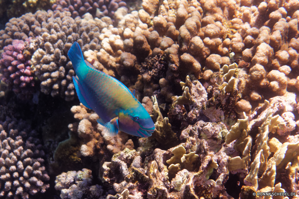  Coral reef Riff Koralle Unterwasser Meer Fisch Grat Ozean Tropischer Tauchen Marine Wasser aquatische Tauchgang Salzwasser natürliche Höhe exotische Tauchen Anemonenfisch tief Urlaub Kolonie Tier bunte Reisen geologische formation Sonnenlicht Leben Exploration Sonne erkunden Tourismus hell Polyp Sonnenstrahl Aquarium Wirbellose Wildtiere Anemone Unterwasser Fische Orte coelenterate Schwimmen Traum Farbe Strahlen nass Taucher Blasen Strahl Urlaub Scuba diving Schnorcheln seelandschaft Salz klar Entspannung Schule unter unter Tiefe welligkeit Sonnenschein Sommer Erholung unter weiche sea squirt transparente Flüssigkeit Hirnkoralle Pazifik Sport Tiere Licht frisch Schnorchel coral reef reef coral underwater sea fish ridge ocean tropical diving marine water aquatic dive saltwater natural elevation exotic scuba anemone fish deep vacation colony animal colorful travel geological formation sunlight life exploration sun explore tourism bright polyp sunbeam aquarium invertebrate wildlife anemone undersea fishes places coelenterate swimming dream color rays wet diver bubbles ray holiday scuba diving snorkeling seascape salt clear relaxation school beneath below depth ripple sunshine summer recreation under soft sea squirt transparent liquid brain coral pacific sport animals light fresh snorkel