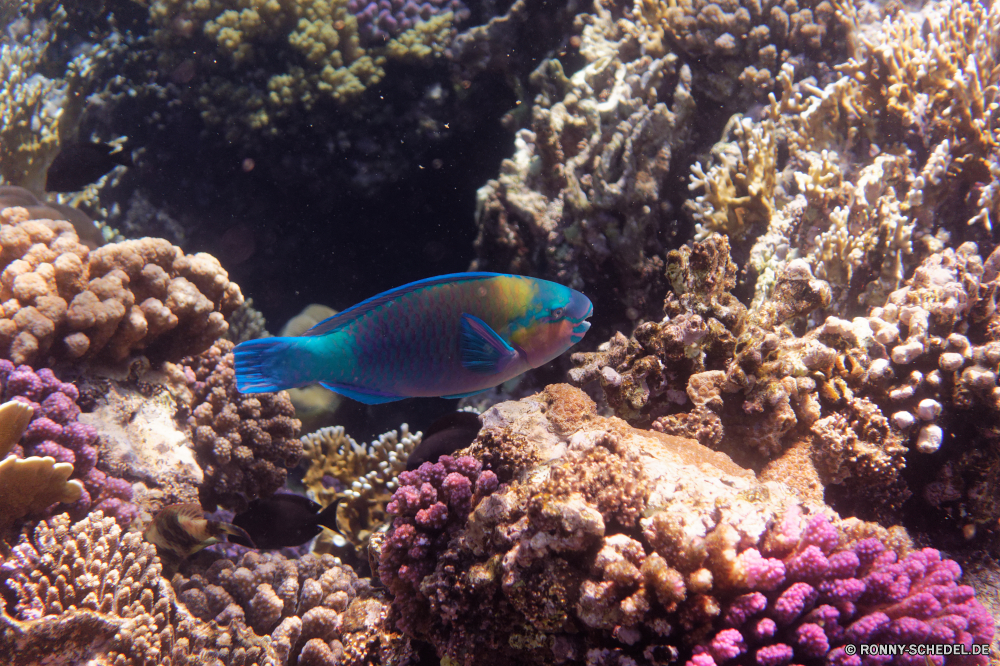  Riff Unterwasser Coral reef Koralle Meer Fisch Ozean Tauchen Tropischer Marine Anemonenfisch Wasser aquatische Grat Tauchen Salzwasser Tauchgang exotische Aquarium natürliche Höhe tief Urlaub Kolonie Leben Reisen bunte Wildtiere Sonnenlicht Exploration Fische erkunden hell Tourismus Sonne Sonnenstrahl geologische formation Schwimmen Anemone Taucher Unterwasser Schnorcheln Strahl Orte Seeanemone Strahlen Entspannung Traum Tiere nass Tierwelt Farbe welligkeit Blasen Urlaub Erholung unter seelandschaft Abenteuer Sonnenschein Wirbellose Schule Scuba diving unter Tiefe Pazifik Polyp unter Schnorchel Salz Schwimmen Sport weiche transparente Sommer reef underwater coral reef coral sea fish ocean diving tropical marine anemone fish water aquatic ridge scuba saltwater dive exotic aquarium natural elevation deep vacation colony life travel colorful wildlife sunlight exploration fishes explore bright tourism sun sunbeam geological formation swimming anemone diver undersea snorkeling ray places sea anemone rays relaxation dream animals wet fauna color ripple bubbles holiday recreation under seascape adventure sunshine invertebrate school scuba diving below depth pacific polyp beneath snorkel salt swim sport soft transparent summer