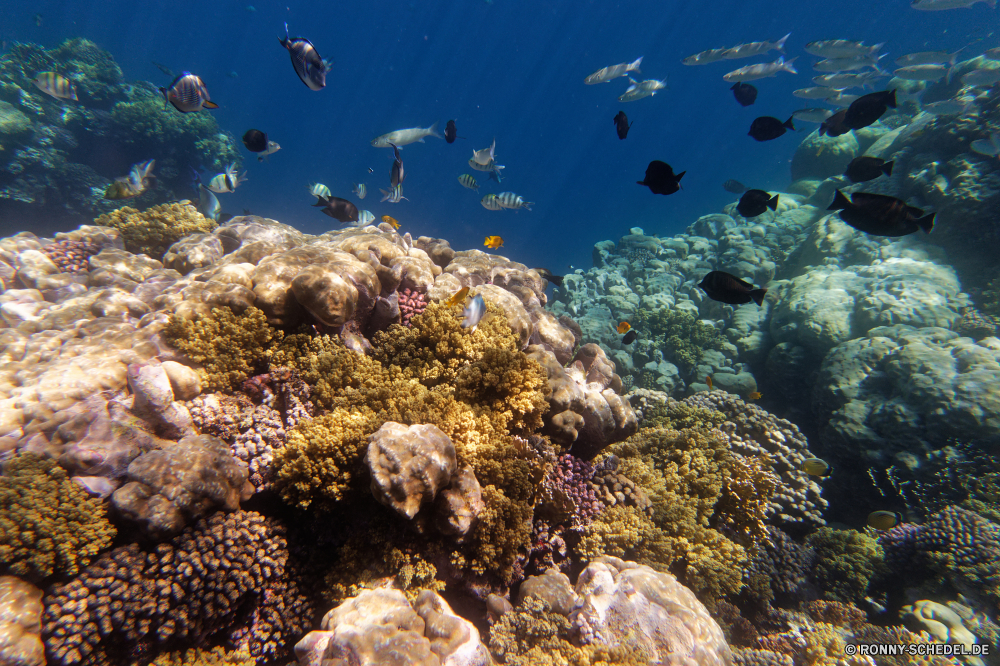  Coral reef Riff Grat Unterwasser Koralle Fisch Meer natürliche Höhe Ozean Tauchen Wasser Tropischer Marine aquatische Salzwasser Tier Tauchgang Tauchen exotische geologische formation Sonnenlicht Kolonie Reisen Sonnenstrahl Sonne bunte Urlaub tief Exploration Leben erkunden Tourismus Strahlen unter hell Taucher Strahl unter Orte Traum Entspannung Farbe unter seelandschaft nass Blasen Scuba diving welligkeit 3D Unterwasser Tiefe Fische Schule Wildtiere Aquarium Sonnenschein transparente Oberfläche Schwimmen Urlaub Licht unter Wasser Salz Sommer klar weiche Anemone Sonnenstrahlen Flüssigkeit gelassene Tiere Reinheit See Ruhe ruhige harte Korallen Szenen ins Rollen Szene Ruhe gerendert Türkis frische Luft Erholung Kopie Raum coral reef reef ridge underwater coral fish sea natural elevation ocean diving water tropical marine aquatic saltwater animal dive scuba exotic geological formation sunlight colony travel sunbeam sun colorful vacation deep exploration life explore tourism rays below bright diver ray beneath places dream relaxation color under seascape wet bubbles scuba diving ripple 3d undersea depth fishes school wildlife aquarium sunshine transparent surface swimming holiday light submerged salt summer clear soft anemone sunbeams liquid serene animals purity lake calm tranquil hard coral scenes rolling scene tranquility rendered turquoise freshness recreation copy space