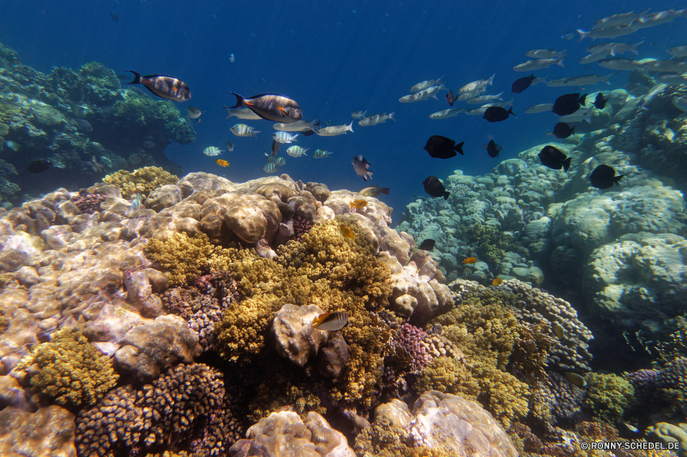  Coral reef Riff Grat Unterwasser Koralle Fisch Meer natürliche Höhe Ozean Tauchen Wasser Tropischer Marine aquatische Salzwasser Tier Tauchgang exotische Tauchen geologische formation Sonnenlicht Kolonie Reisen Sonnenstrahl Sonne bunte Exploration erkunden Urlaub tief Tourismus Leben unter Strahlen unter hell Taucher Orte Strahl Traum Blasen Entspannung unter seelandschaft 3D Farbe nass Scuba diving Fische Tiefe Schule welligkeit Unterwasser Urlaub Wildtiere Licht Oberfläche Sonnenschein Aquarium unter Wasser transparente Salz Schwimmen Sommer Sonnenstrahlen klar gelassene Tiere See Ruhe ruhige weiche harte Korallen Szenen ins Rollen Flüssigkeit Szene Ruhe gerendert Türkis Reinheit Kopie Raum coral reef reef ridge underwater coral fish sea natural elevation ocean diving water tropical marine aquatic saltwater animal dive exotic scuba geological formation sunlight colony travel sunbeam sun colorful exploration explore vacation deep tourism life below rays beneath bright diver places ray dream bubbles relaxation under seascape 3d color wet scuba diving fishes depth school ripple undersea holiday wildlife light surface sunshine aquarium submerged transparent salt swimming summer sunbeams clear serene animals lake calm tranquil soft hard coral scenes rolling liquid scene tranquility rendered turquoise purity copy space