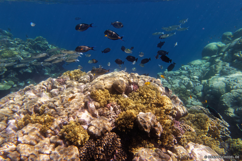  Coral reef Riff Grat Meer Unterwasser Koralle natürliche Höhe Fisch Ozean Wasser Tropischer Tauchen Marine aquatische Tier Salzwasser geologische formation Tauchgang exotische Tauchen Reisen Sonnenlicht Sonne Urlaub Kolonie Sonnenstrahl tief Tourismus Exploration bunte Leben Strahlen hell erkunden seelandschaft unter Strahl unter Schwimmen Taucher nass Entspannung Farbe Urlaub Sommer Unterwasser unter Türkis welligkeit klar Strand Aquarium Fels Sonnenschein Scuba diving ruhige 3D Fische Orte Schule transparente Wildtiere Oberfläche Licht Küste Tiefe Szene Welle Blasen Traum Erholung Landschaft Sand Schwimmen Paradies Tiere Insel harte Korallen unter Wasser Flüssigkeit Salz gelassene idyllische Reinheit See friedliche Ruhe frisch coral reef reef ridge sea underwater coral natural elevation fish ocean water tropical diving marine aquatic animal saltwater geological formation dive exotic scuba travel sunlight sun vacation colony sunbeam deep tourism exploration colorful life rays bright explore seascape below ray beneath swimming diver wet relaxation color holiday summer undersea under turquoise ripple clear beach aquarium rock sunshine scuba diving tranquil 3d fishes places school transparent wildlife surface light coast depth scene wave bubbles dream recreation landscape sand swim paradise animals island hard coral submerged liquid salt serene idyllic purity lake peaceful calm fresh