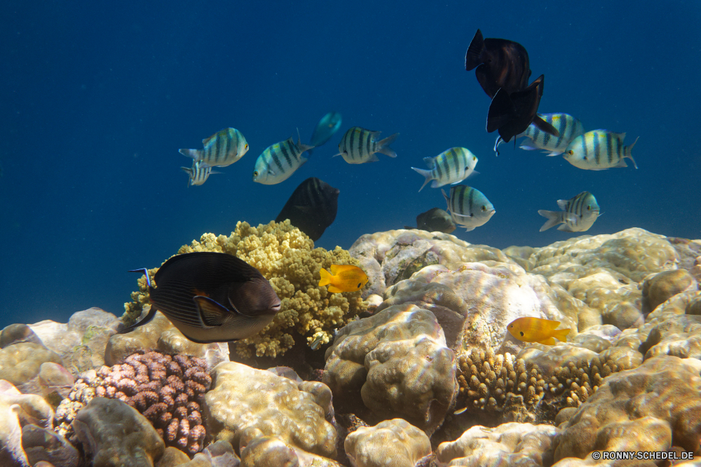  Coral reef Riff Unterwasser Koralle Meer Fisch Grat Ozean Tauchen Tropischer Marine Wasser aquatische natürliche Höhe Salzwasser Tier Tauchen exotische Tauchgang Sonnenlicht Sonnenstrahl Kolonie Sonne Reisen tief erkunden geologische formation Taucher bunte Exploration Leben Meerwasser Strahlen Urlaub hell Strahl unter Tourismus unter Entspannung Fische Aquarium Orte unter seelandschaft 3D Farbe nass welligkeit Blasen Unterwasser Schule Urlaub Sonnenschein Scuba diving Tiefe Traum Wildtiere Licht Salz Oberfläche Anemone unter Wasser transparente klar Schwimmen Anemonenfisch Sonnenstrahlen Federstern Wirbellose Flüssigkeit gelassene Harmonie Reinheit Ruhe weiche Erholung harte Korallen Szenen ins Rollen Sommer gerendert Türkis frische Luft Sport Tiere See Kopie coral reef reef underwater coral sea fish ridge ocean diving tropical marine water aquatic natural elevation saltwater animal scuba exotic dive sunlight sunbeam colony sun travel deep explore geological formation diver colorful exploration life seawater rays vacation bright ray below tourism beneath relaxation fishes aquarium places under seascape 3d color wet ripple bubbles undersea school holiday sunshine scuba diving depth dream wildlife light salt surface anemone submerged transparent clear swimming anemone fish sunbeams feather star invertebrate liquid serene harmony purity calm soft recreation hard coral scenes rolling summer rendered turquoise freshness sport animals lake copy