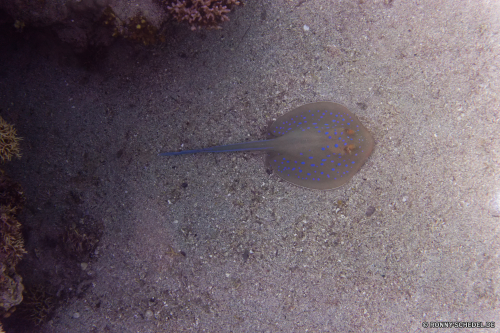  Strahl Stechrochen Fisch Meer Ozean Zitterrochen Wasser Wirbellose Sand Tropischer Strand Urlaub Unterwasser Reisen Marine Koralle Riff exotische horseshoe crab coelenterate Küste Sommer Ufer Gliederfüßer Tauchen Küste Tourismus Tauchgang aquatische Tauchen sandigen Entspannen Sie sich Schale Entspannung Urlaub Insel Salzwasser Qualle Textur Resort Schließen nass tief Welle Blasen closeup Drucken Paradies Leben bunte Sonne Tiefe Schwimmen Traum warm Sport Spaß natürliche Wildtiere Unterwasser Schnorcheln Kolonie Muschel erkunden sonnig am Meer Schwimmen Fuß Abenteuer Biologie Reise dunkel Freizeit gelb Farbe schwarz ray stingray fish sea ocean electric ray water invertebrate sand tropical beach vacation underwater travel marine coral reef exotic horseshoe crab coelenterate coast summer shore arthropod diving coastline tourism dive aquatic scuba sandy relax shell relaxation holiday island saltwater jellyfish texture resort close wet deep wave bubbles closeup print paradise life colorful sun depth swim dream warm sport fun natural wildlife undersea snorkeling colony seashell explore sunny seaside swimming foot adventure biology journey dark leisure yellow color black