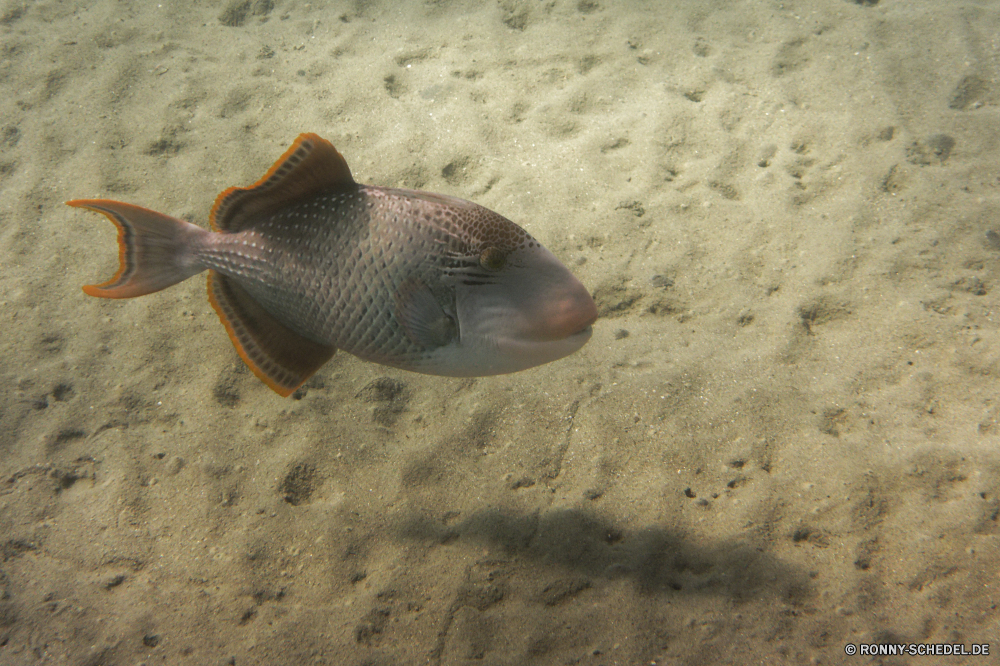  Kugelfisch Fisch Meer Unterwasser Strahl Ozean Riff Tropischer Wasser Koralle Marine exotische Zitterrochen Tauchgang Stechrochen Urlaub aquatische Tauchen Salzwasser Tauchen Reisen bunte Strand Tourismus Kolonie Sand tief erkunden Blasen Traum Orte Wildtiere Taucher Exploration Abenteuer Aquarium Unterwasser Schwimmen Schnapper Küste Schwimmen Leben Sport Tiere Entspannung Scuba diving Tiefe Schließen Sommer Farbe Sonne Schnorchel Schnorcheln hell unter Landschaft Ufer ruhige schwarz Urlaub puffer fish sea underwater ray ocean reef tropical water coral marine exotic electric ray dive stingray vacation aquatic scuba saltwater diving travel colorful beach tourism colony sand deep explore bubbles dream places wildlife diver exploration adventure aquarium undersea swim snapper coast swimming life sport animals relaxation scuba diving depth close summer color sun snorkel snorkeling bright under landscape shore tranquil black holiday