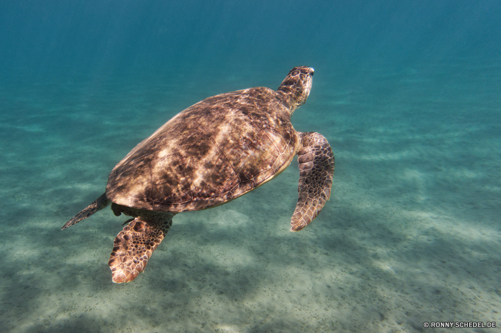  Unechte Karettschildkröte Meeresschildkröte Schildkröte Wasser Meer Ozean Wildtiere Unterwasser Marine Schale Reptil Tropischer Schwimmen aquatische Wild Tauchen Vogel Schildkröte Fisch langsam Reisen Riff Koralle Urlaub See Tauchen Tauchgang Schwimmen Strand Teich Leben Fels exotische Schließen gefährdet Schnabel Sommer Haustier Insel Kreatur — Sand natürliche niedlich Tiere Kopf Tourismus Park Reflexion Amphibie tief seelandschaft Erhaltung Ufer im freien Küste Arten Feder hart Wellen friedliche Sonne Säugetier auf der Suche loggerhead sea turtle turtle water sea ocean wildlife underwater marine shell reptile tropical swimming aquatic wild diving bird tortoise fish slow travel reef coral vacation lake scuba dive swim beach pond life rock exotic close endangered beak summer pet island creature sand natural cute animals head tourism park reflection amphibian deep seascape conservation shore outdoors coast species feather hard waves peaceful sun mammal looking