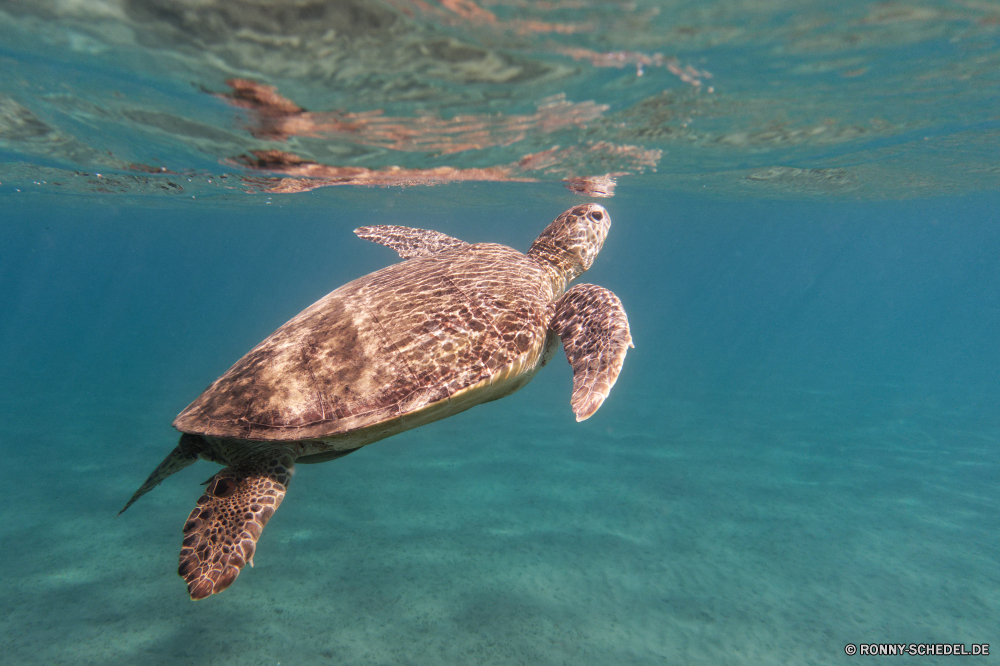  Unechte Karettschildkröte Meeresschildkröte Schildkröte Wasser Meer Wildtiere Ozean Reptil Unterwasser Schale Tropischer Marine Schwimmen aquatische Wild Fisch langsam Tauchen Schildkröte Riff Vogel Schwimmen Koralle Reisen exotische Urlaub Haustier See Leben Amphibie Tauchen Tauchgang Schnabel Teich Strand Kreatur — Tiere im freien fliegen gefährdet Arten hart Sommer niedlich Tourismus Schließen Feder Braun tief Kopf Park Ente auf der Suche Sumpfschildkröte Flügel Insel Zoo Ufer natürliche Reflexion Schutz Sonne Küste Männchen loggerhead sea turtle turtle water sea wildlife ocean reptile underwater shell tropical marine swimming aquatic wild fish slow diving tortoise reef bird swim coral travel exotic vacation pet lake life amphibian scuba dive beak pond beach creature animals outdoors flying endangered species hard summer cute tourism close feather brown deep head park duck looking terrapin wing island zoo shore natural reflection protection sun coast male