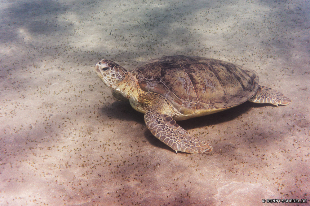  Unechte Karettschildkröte Meeresschildkröte Schildkröte Reptil langsam Schale Schildkröte Wildtiere Tropischer Wasser Amphibie Wild Meer aquatische Haustier hart Ozean Sumpfschildkröte Unterwasser Marine Fisch Schutz Kreatur — Schließen exotische niedlich Zoo Skala Arten gefährdet Tauchen Auge Leben closeup Kopf Koralle Braun Schwimmen Schwimmen Gras Schildkröten Tauchen Riff Fuß Tiere alt Herpetologie Crawl Tauchgang Teich Park Urlaub Persistenz Reptilien Rüstung Riese hart Wirbeltiere Klaue Männchen Reisen Augen Mud turtle Biologie im freien trocken Umgebung Insel loggerhead sea turtle turtle reptile slow shell tortoise wildlife tropical water amphibian wild sea aquatic pet hard ocean terrapin underwater marine fish protection creature close exotic cute zoo scale species endangered diving eye life closeup head coral brown swim swimming grass turtles scuba reef walking animals old herpetology crawl dive pond park vacation persistence reptiles armor giant tough vertebrate claw male travel eyes mud turtle biology outdoors dry environment island