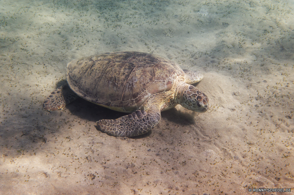  Unechte Karettschildkröte Meeresschildkröte Schildkröte Reptil Schale langsam Schildkröte Wildtiere Wasser Meer Tropischer Ozean Wild Sand Marine Haustier aquatische Unterwasser Strand Zoo Braun hart Leben Urlaub Amphibie Insel Fisch exotische Reisen Skala Tauchen Küste Kreatur — Gras Schutz closeup niedlich Park Riese Arten Koralle Fels Wüste Kopf gefährdet Riff Schwimmen Fuß Umgebung Schließen Persistenz Tauchen Schwimmen alt im freien im freien trocken Tiere natürliche Sonne Auge Sommer loggerhead sea turtle turtle reptile shell slow tortoise wildlife water sea tropical ocean wild sand marine pet aquatic underwater beach zoo brown hard life vacation amphibian island fish exotic travel scale diving coast creature grass protection closeup cute park giant species coral rock desert head endangered reef swimming walking environment close persistence scuba swim old outdoor outdoors dry animals natural sun eye summer