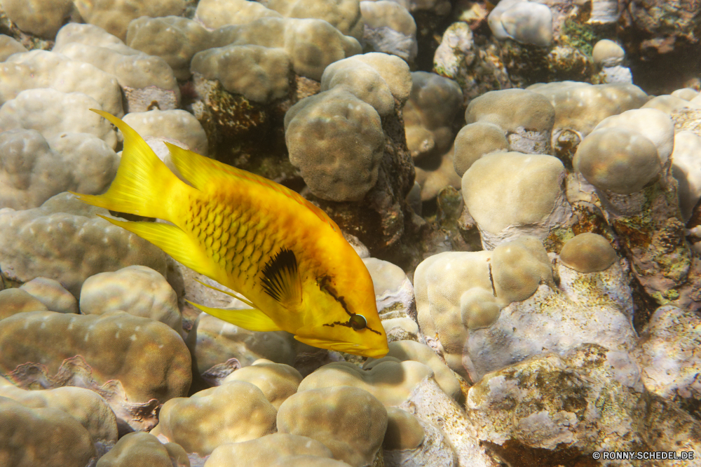  Fisch Unterwasser Schnapper Dreifarben Riff Meer Wasser Tropischer Koralle Schmetterlingsfische Marine Ozean Speisefische Aquarium Tauchen aquatische Tauchgang exotische Tauchen Salzwasser Wildtiere tief bunte Schwimmen Urlaub Kugelfisch Reisen Schwimmen Tank Leben Fische Aal Tourismus Kolonie Schnorcheln Tiere FIN erkunden Exploration spiny-finned fish hell gelb Tierwelt unter Abenteuer Orte Blasen Traum Farbe Umgebung Haustier Skalar Entspannung Unterwasser Schnorchel schwarz Taucher unten Goldfisch Tiefe Wendekreis Salz Freizeit- Türkis Schwanz seelandschaft Hobby Umwelt- Sport Wild Tropen Kreatur — gestreift ruhige Erholung fish underwater snapper rock beauty reef sea water tropical coral butterfly fish marine ocean food fish aquarium diving aquatic dive exotic scuba saltwater wildlife deep colorful swimming vacation puffer travel swim tank life fishes eel tourism colony snorkeling animals fin explore exploration spiny-finned fish bright yellow fauna under adventure places bubbles dream color environment pet angelfish relaxation undersea snorkel black diver bottom goldfish depth tropic salt recreational turquoise tail seascape hobby environmental sport wild tropics creature striped tranquil recreation