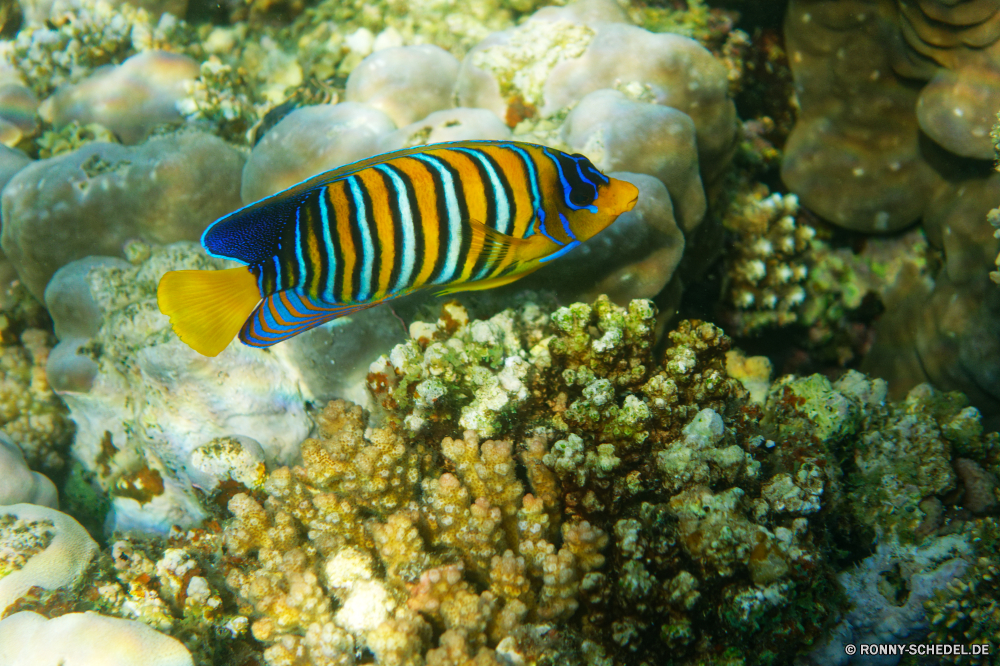  Unterwasser Fisch Seehase Koralle Riff Schneckenart Meer Wirbellose Tropischer Marine Ozean Tier Wasser Mollusk Tauchen aquatische Tauchen Tauchgang exotische Plattwürmer Salzwasser Wurm tief Aquarium bunte Wildtiere Urlaub Reisen Leben Schnorcheln Kolonie erkunden Schwimmen Tourismus Fische Orte Tierwelt Schwimmen hell Exploration Blasen sea squirt unter Traum Tiere Anemone Unterwasser Taucher Entspannung Abenteuer Farbe Schnorchel Tiefe Sonnenlicht Aal Umwelt- Tank seelandschaft Anemonenfisch Coral reef Sport ruhige Meerwasser unten Wild Salz Strahl Sommer Sonne Korallen FIN schwarz Wendekreis Urlaub nass underwater fish sea slug coral reef gastropod sea invertebrate tropical marine ocean animal water mollusk diving aquatic scuba dive exotic flatworm saltwater worm deep aquarium colorful wildlife vacation travel life snorkeling colony explore swimming tourism fishes places fauna swim bright exploration bubbles sea squirt under dream animals anemone undersea diver relaxation adventure color snorkel depth sunlight eel environmental tank seascape anemone fish coral reef sport tranquil seawater bottom wild salt ray summer sun corals fin black tropic vacations wet