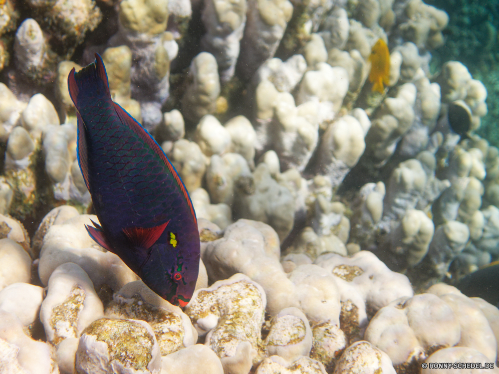  Riff Anemonenfisch Unterwasser Meer Koralle Coral reef Ozean Fisch Tropischer Marine Wasser aquatische Tauchen Salzwasser Tauchgang exotische Grat Barnacle Tauchen Reisen Kolonie Urlaub Krustentier natürliche Höhe bunte erkunden Aquarium Tourismus Exploration tief Gliederfüßer Wirbellose Anemone Orte Leben Traum Blasen Wildtiere Unterwasser Sonnenlicht hell Sonne geologische formation Entspannung Strahl Tiere Fische Schließen unter schwarz seelandschaft Urlaub Schnapper Farbe Taucher Sonnenstrahl Licht Strahlen Schwimmen Skalar Tiefe reef anemone fish underwater sea coral coral reef ocean fish tropical marine water aquatic diving saltwater dive exotic ridge barnacle scuba travel colony vacation crustacean natural elevation colorful explore aquarium tourism exploration deep arthropod invertebrate anemone places life dream bubbles wildlife undersea sunlight bright sun geological formation relaxation ray animals fishes close under black seascape holiday snapper color diver sunbeam light rays swimming angelfish depth