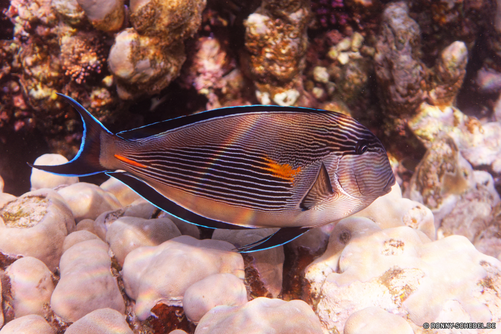  Riff Unterwasser Fisch Meer Koralle Tropischer Ozean Marine Mollusk Wasser exotische aquatische Tauchgang Muscheln Tauchen Tier Salzwasser Wirbellose Tauchen Coral reef Jakobsmuschel bunte Aquarium Urlaub Reisen tief erkunden Schneckenart Kolonie Wildtiere Exploration Leben Schwimmen Tourismus Venusmuschel Fische Grat Blasen Traum Stringed Streichinstrument Schnorcheln Streichinstrument Violine Orte Farbe bubble shell Schwimmen natürliche Höhe Musikinstrument Skalar unten Wendekreis Tiere hell Unterwasser Anemone Schnorchel Schnapper Tierwelt Sonnenlicht Taucher Tank Abenteuer Entspannung Sommer FIN Tiefe seelandschaft Sport Schließen schwarz Aktivität reef underwater fish sea coral tropical ocean marine mollusk water exotic aquatic dive bivalve diving animal saltwater invertebrate scuba coral reef scallop colorful aquarium vacation travel deep explore gastropod colony wildlife exploration life swimming tourism clam fishes ridge bubbles dream bowed stringed instrument snorkeling stringed instrument violin places color bubble shell swim natural elevation musical instrument angelfish bottom tropic animals bright undersea anemone snorkel snapper fauna sunlight diver tank adventure relaxation summer fin depth seascape sport close black activity