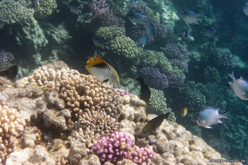  Coral reef Riff Grat Unterwasser Fisch Koralle Meer Ozean natürliche Höhe Tropischer Tauchen Wasser Marine Tauchgang aquatische Salzwasser exotische Tauchen Tier geologische formation Reisen tief Kolonie Urlaub Sonnenlicht bunte Leben Sonne erkunden Exploration Tourismus Sonnenstrahl hell Schwimmen Wildtiere Unterwasser Strahl Taucher Fische Orte Farbe Strahlen unter unter Aquarium seelandschaft Traum Anemone Schnorcheln Blasen Anemonenfisch Scuba diving unter Entspannung Schule nass Tiefe klar Tiere Urlaub Salz Tierwelt welligkeit Klima Sonnenschein 3D weiche Polyp Schwimmen Sommer Licht Schnorchel Abenteuer dunkel transparente coelenterate Oberfläche coral reef reef ridge underwater fish coral sea ocean natural elevation tropical diving water marine dive aquatic saltwater exotic scuba animal geological formation travel deep colony vacation sunlight colorful life sun explore exploration tourism sunbeam bright swimming wildlife undersea ray diver fishes places color rays under below aquarium seascape dream anemone snorkeling bubbles anemone fish scuba diving beneath relaxation school wet depth clear animals holiday salt fauna ripple climate sunshine 3d soft polyp swim summer light snorkel adventure dark transparent coelenterate surface