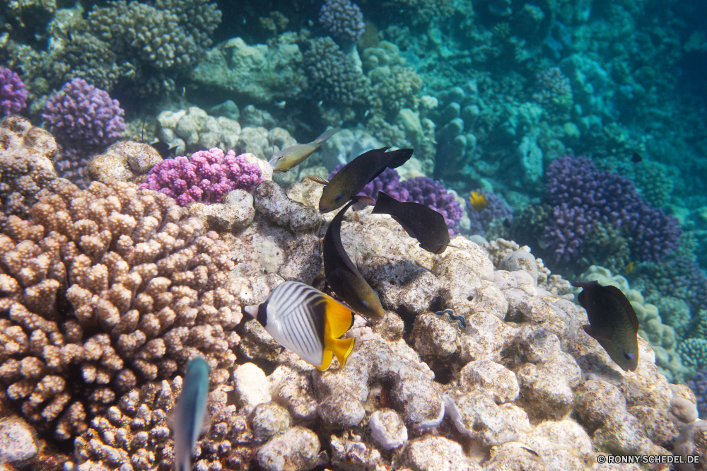  Riff Unterwasser Anemonenfisch Koralle Meer Fisch Coral reef Ozean Tauchen Tropischer Wasser Marine aquatische Tauchgang Tauchen Salzwasser exotische Grat Urlaub Reisen tief natürliche Höhe Kolonie bunte Leben Tourismus erkunden Sonnenlicht Aquarium Taucher hell Sonne Exploration Schwimmen Fische Sonnenstrahl Schnorcheln Orte Unterwasser Wildtiere Anemone geologische formation unter Farbe Strahl Blasen Traum Entspannung Strahlen Tierwelt unter Schule nass Schwimmen Abenteuer Tiere Scuba diving unter Tiefe Salz Sommer seelandschaft Seeanemone Urlaub Sport klar welligkeit Wirbellose Polyp 3D dunkel Licht weiche Erholung Oberfläche reef underwater anemone fish coral sea fish coral reef ocean diving tropical water marine aquatic dive scuba saltwater exotic ridge vacation travel deep natural elevation colony colorful life tourism explore sunlight aquarium diver bright sun exploration swimming fishes sunbeam snorkeling places undersea wildlife anemone geological formation under color ray bubbles dream relaxation rays fauna below school wet swim adventure animals scuba diving beneath depth salt summer seascape sea anemone holiday sport clear ripple invertebrate polyp 3d dark light soft recreation surface