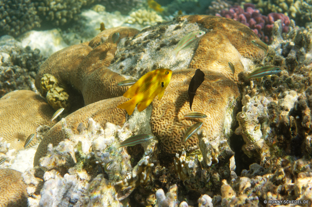  Coral reef Riff Koralle Fisch Unterwasser Meer Grat Ozean Tropischer Marine Wasser aquatische Tauchgang natürliche Höhe Tauchen exotische Salzwasser Tauchen Kolonie Urlaub Reisen Tier bunte erkunden Exploration tief geologische formation Tourismus Aquarium Schnapper Orte Sonne Blasen Traum Sonnenlicht Wildtiere Leben Sonnenstrahl Hirnkoralle Unterwasser Anemone seelandschaft Strahl unter Strahlen Schwimmen unter Tiefe unter Speisefische Steinkorallen Entspannung hell Oberfläche Rock-Krabbe Taucher Krustentier Wirbellose Krabbe Farbe 3D Tiere Sommer Schule Scuba diving Schnorcheln Schwimmen ruhige Fische Szenen Strand See schwarz nass coral reef reef coral fish underwater sea ridge ocean tropical marine water aquatic dive natural elevation diving exotic saltwater scuba colony vacation travel animal colorful explore exploration deep geological formation tourism aquarium snapper places sun bubbles dream sunlight wildlife life sunbeam brain coral undersea anemone seascape ray below rays swimming beneath depth under food fish stony coral relaxation bright surface rock crab diver crustacean invertebrate crab color 3d animals summer school scuba diving snorkeling swim tranquil fishes scenes beach lake black wet