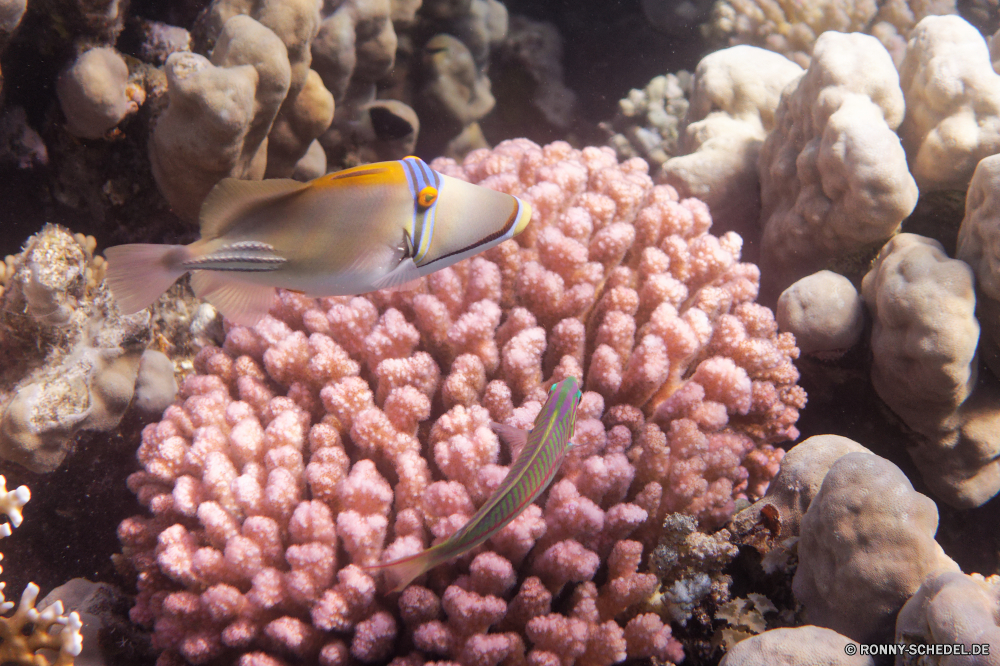  Meer Unterwasser Koralle Anemonenfisch Riff Ozean Marine Tropischer Fisch Tauchen Wasser Wirbellose aquatische Salzwasser exotische Tauchen Tauchgang Seeanemone Essen Kolonie tief bunte Obst Stachelhäuter Sea urchin Mollusk Urlaub Essbare Früchte Leben Reisen erkunden Sonnenlicht Exploration Farbe Braun Coral reef Tourismus Litchi Sonne Kaffee Anemone Schneckenart geröstet hell Duft Haufen frisch Textur Pokal Schließen Sonnenstrahl Bohne Becher Strahl Ernte Korn heiß Trinken am Morgen Aquarium Unterwasser Schnorcheln Mahlen Koffein aromatische Heap natürliche Entspannung schwarz Knoblauch unter Detail unter Strahlen seelandschaft zu produzieren Traum Feinschmecker Ernte köstliche gesund closeup Wildtiere Zutat Taucher Orte Oval Glas Tiefe Roast Schwimmen Blasen trocken Geschmack Schule nass Grat sea underwater coral anemone fish reef ocean marine tropical fish diving water invertebrate aquatic saltwater exotic scuba dive sea anemone food colony deep colorful fruit echinoderm sea urchin mollusk vacation edible fruit life travel explore sunlight exploration color brown coral reef tourism litchi sun coffee anemone gastropod roasted bright aroma pile fresh texture cup close sunbeam bean mug ray crop grain hot drink morning aquarium undersea snorkeling grind caffeine aromatic heap natural relaxation black garlic beneath detail below rays seascape produce dream gourmet harvest delicious healthy closeup wildlife ingredient diver places oval glass depth roast swimming bubbles dry taste school wet ridge