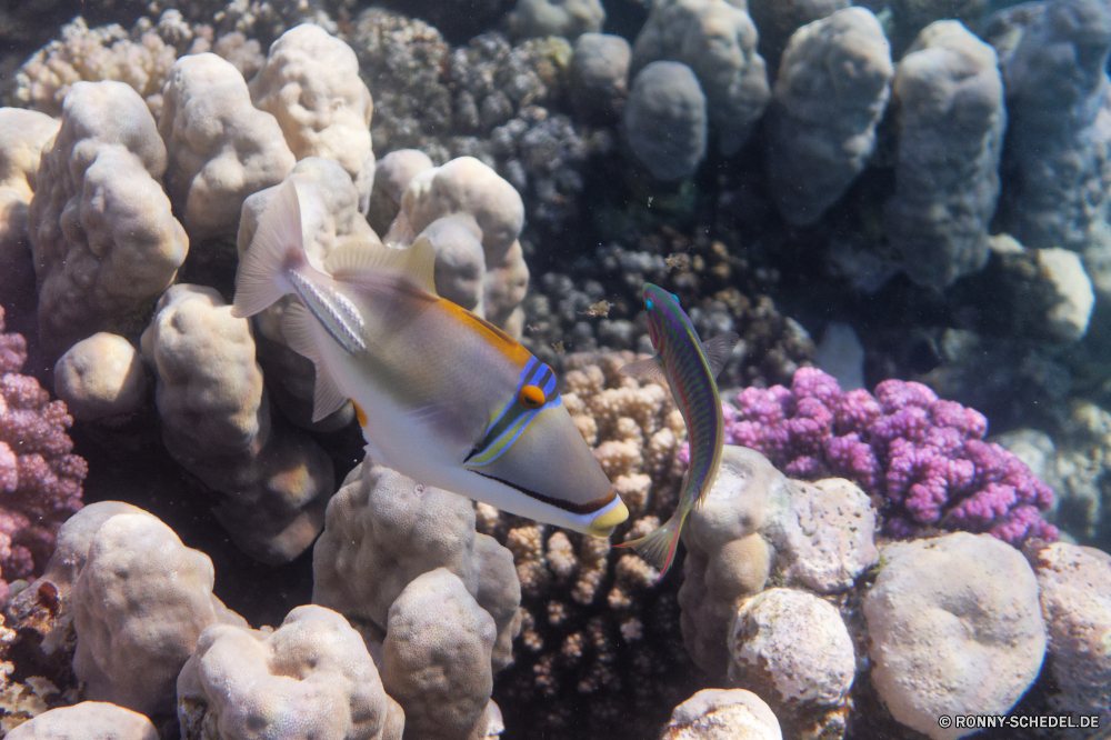  Barnacle Meer Unterwasser Krustentier Koralle Wirbellose Fisch Riff Ozean Tier Schneckenart Wasser Gliederfüßer Tauchen Tropischer Marine Mollusk aquatische Salzwasser exotische Muschelschalen Tauchen Tauchgang Reisen Urlaub Kolonie bunte Sonnenlicht erkunden Exploration Sonne Sonnenstrahl tief hell Strahl Coral reef Strahlen Entspannung Tourismus Anemone nass Leben Aquarium Traum unter unter Orte Sommer Blasen See Farbe Erholung Tiefe Oberfläche unter seelandschaft Sand Urlaub Strand Ruhe Wildtiere Unterwasser unter Wasser klar Fels Schwimmen welligkeit 3D idyllische Felsen Sonnenschein horizontale Landschaft Fische Grat gelassene Insel Schule barnacle sea underwater crustacean coral invertebrate fish reef ocean animal gastropod water arthropod diving tropical marine mollusk aquatic saltwater exotic conch scuba dive travel vacation colony colorful sunlight explore exploration sun sunbeam deep bright ray coral reef rays relaxation tourism anemone wet life aquarium dream beneath below places summer bubbles lake color recreation depth surface under seascape sand holiday beach calm wildlife undersea submerged clear rock swimming ripple 3d idyllic rocks sunshine horizontal landscape fishes ridge serene island school