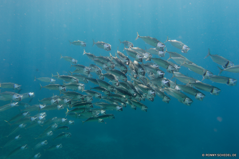  Barrakudas spiny-finned fish Fisch Riff Unterwasser Meer Koralle Ozean Wasser Tauchen Tropischer Marine bony fish aquatische Coral reef Salzwasser Tauchen Tauchgang Sonne exotische Sonnenlicht tief Sonnenstrahl Reisen Grat hell Hai nass Strahlen welligkeit Taucher Leben Tourismus Urlaub Kolonie Licht transparente Entspannung Flüssigkeit bunte Schwimmen Strahl Oberfläche natürliche Höhe erkunden Exploration Farbe Sonnenschein klar unter Wildtiere Blasen Traum Schule seelandschaft Scuba diver Wellen Reinheit unter frische Luft Orte Türkis Hammerhai Szene Welle Aquarium Erholung Fische Schwimmen Sport Schnapper Tiefe Bewegung unter Schwimmbad horizontale Harmonie gestreift Tiere geologische formation Reflexion ruhige frisch Sommer barracuda spiny-finned fish fish reef underwater sea coral ocean water diving tropical marine bony fish aquatic coral reef saltwater scuba dive sun exotic sunlight deep sunbeam travel ridge bright shark wet rays ripple diver life tourism vacation colony light transparent relaxation liquid colorful swimming ray surface natural elevation explore exploration color sunshine clear below wildlife bubbles dream school seascape scuba diver waves purity beneath freshness places turquoise hammerhead scene wave aquarium recreation fishes swim sport snapper depth motion under pool horizontal harmony striped animals geological formation reflection tranquil fresh summer