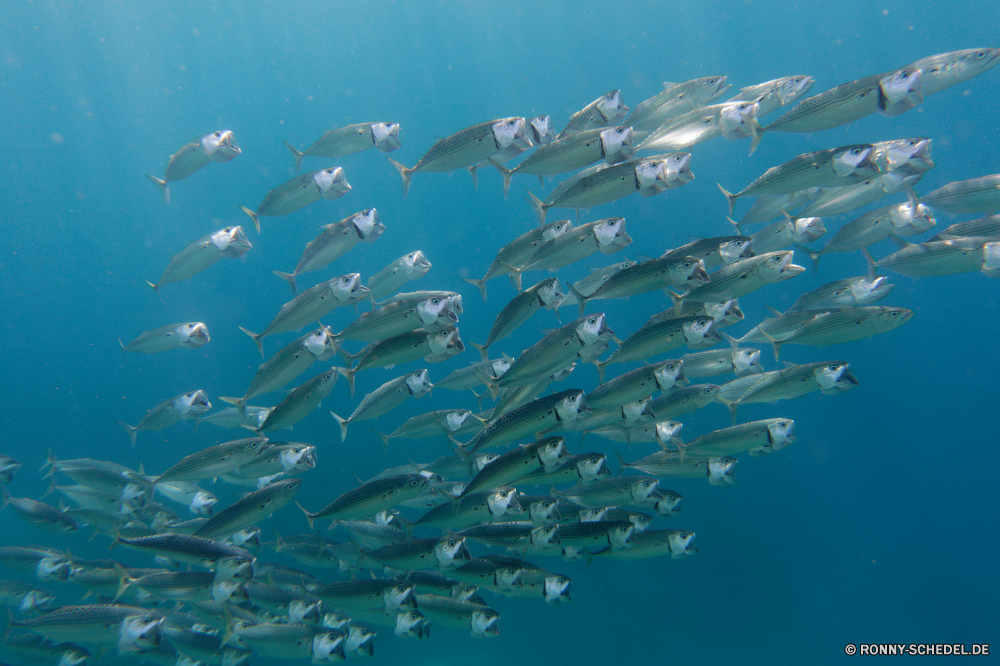  Fisch Meer Riff Barrakudas Unterwasser Ozean Wasser spiny-finned fish Coral reef Koralle Marine Tauchen Tropischer aquatische Grat Sonnenlicht Hai Salzwasser Tauchgang Reisen welligkeit exotische Sonne nass Flüssigkeit Schnapper Tauchen hell natürliche Höhe Sonnenstrahl Licht Urlaub Meerwasser transparente tief Welle Tourismus Hammerhai Oberfläche Leben Strahlen bunte bony fish Strahl klar Kolonie Sommer Türkis Schwimmen seelandschaft Sonnenschein Speisefische Entspannung Blasen Wellen Aquarium Fische Schule erkunden Exploration Reflexion Szene Strand Wildtiere Schwimmbad Farbe Traum Archipel Reinheit Reinigen ruhige Küste geologische formation landschaftlich Schwimmen Textur frische Luft Muster Erholung Urlaub unter Orte frisch Himmel Aqua Landschaft fish sea reef barracuda underwater ocean water spiny-finned fish coral reef coral marine diving tropical aquatic ridge sunlight shark saltwater dive travel ripple exotic sun wet liquid snapper scuba bright natural elevation sunbeam light vacation seawater transparent deep wave tourism hammerhead surface life rays colorful bony fish ray clear colony summer turquoise swimming seascape sunshine food fish relaxation bubbles waves aquarium fishes school explore exploration reflection scene beach wildlife pool color dream archipelago purity clean tranquil coast geological formation scenic swim texture freshness pattern recreation holiday below places fresh sky aqua landscape