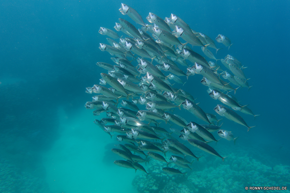  Riff Fisch Meer Unterwasser Ozean Koralle Wasser Tauchen Coral reef Meerwasser Marine Tropischer aquatische Tauchen Barrakudas Sonnenlicht Sonne Grat Tier Salzwasser transparente Tauchgang Sonnenstrahl hell exotische spiny-finned fish tief Strahlen nass Licht welligkeit natürliche Höhe Entspannung Flüssigkeit Leben Strahl Reisen bunte Sonnenschein Kolonie Taucher Farbe Erholung frische Luft Reinheit Türkis Tapete Digital erkunden Schule Exploration Tourismus Blasen klar frisch seelandschaft Wildtiere Welle Schwimmen Wirbellose Harmonie bony fish Gestaltung futuristische unter unter Urlaub Oberfläche Scuba diver künstlerische Federstern Fraktal geologische formation Raum 3D Traum Seeanemone Fantasie Grafik Fische Orte Sommer Textur dynamische Muster Hintergrund Reflexion glänzend reef fish sea underwater ocean coral water diving coral reef seawater marine tropical aquatic scuba barracuda sunlight sun ridge animal saltwater transparent dive sunbeam bright exotic spiny-finned fish deep rays wet light ripple natural elevation relaxation liquid life ray travel colorful sunshine colony diver color recreation freshness purity turquoise wallpaper digital explore school exploration tourism bubbles clear fresh seascape wildlife wave swimming invertebrate harmony bony fish design futuristic beneath below vacation surface scuba diver artistic feather star fractal geological formation space 3d dream sea anemone fantasy graphic fishes places summer texture dynamic pattern backdrop reflection shiny