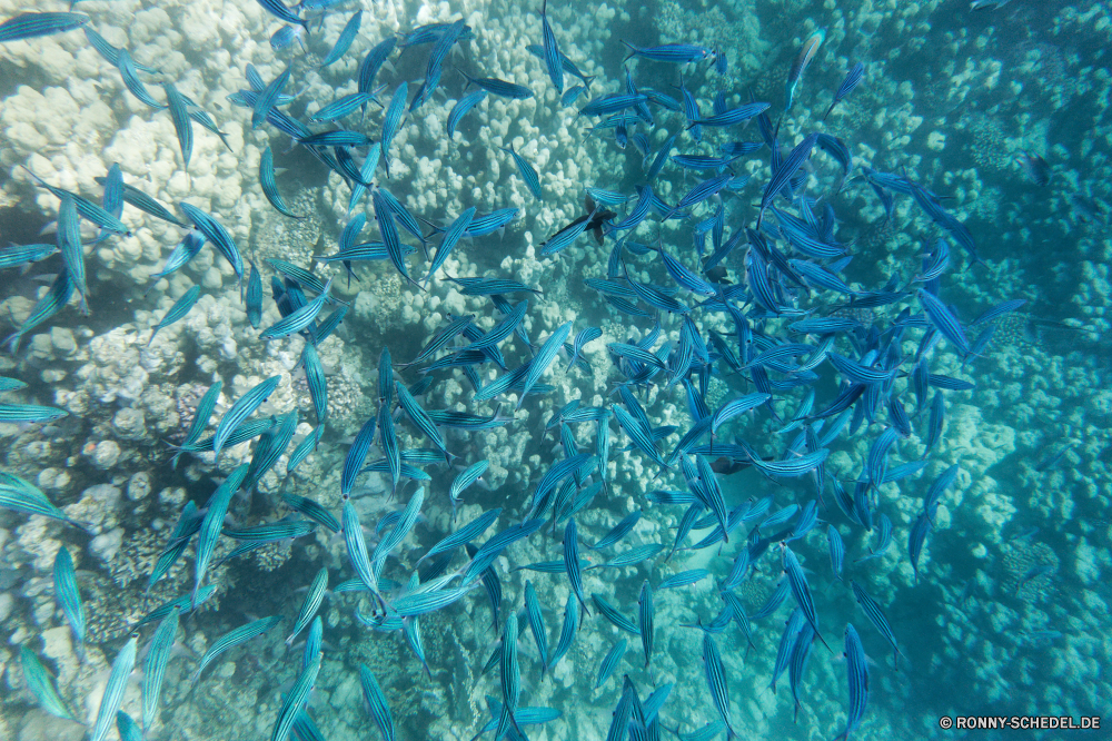  Coral reef Riff Grat Muster natürliche Höhe Textur Wasser Eis Tapete Gestaltung Kühl Hintergrund kalt Licht transparente Meer Farbe Kristall natürliche Form Flüssigkeit geologische formation Winter texturierte klar künstlerische Dekoration Verzierung futuristische generiert dekorative Fraktal Welle Schatten Frost Oberfläche gefroren Schnee Ozean Vorlage Wirkung Grafik Kunst Fantasie nass Glas Abstraktion Dekor eisig Saison Aqua Render moderne Fenster glänzend Drop Zyan frostig Reinigen künstliche Unterwasser bunte welligkeit hell Blase Türkis Federstern Schließen Urlaub Einfrieren virtuelle Fisch Wirbellose gerendert Reflexion Schwimmbad Hintergründe geometrische Farbverlauf Languste Raum Schneeflocken Detail Schneeflocke Blasen solide Tropischer Koralle Urlaub sea squirt Digital zufällige Chaos Schwimmen Krustentier tief Zeichnung Tropfen fließende Hummer Wellen Stachelhäuter Strömung Wetter Platz Material Kurve Struktur Tauchen Symmetrie Bewegung Grunge Schwimmen Marine Ornamental Trinken Umgebung Sonne Linien Sommer saisonale Krebse coral reef reef ridge pattern natural elevation texture water ice wallpaper design cool backdrop cold light transparent sea color crystal natural shape liquid geological formation winter textured clear artistic decoration ornament futuristic generated decorative fractal wave shade frost surface frozen snow ocean template effect graphic art fantasy wet glass abstraction decor icy season aqua render modern window shiny drop cyan frosty clean artificial underwater colorful ripple bright bubble turquoise feather star close holiday freeze virtual fish invertebrate rendered reflection pool backgrounds geometric gradient spiny lobster space snowflakes detail snowflake bubbles solid tropical coral vacation sea squirt digital random chaos swim crustacean deep drawing drops flowing lobster waves echinoderm flow weather square material curve structure diving symmetry motion grunge swimming marine ornamental drink environment sun lines summer seasonal crayfish