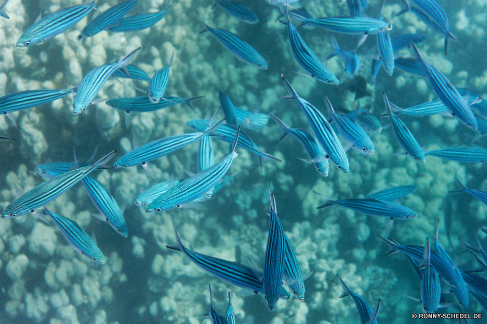  Aquarium Wasser Meer Fisch Riff Ozean transparente Unterwasser Tapete Welle Barrakudas Flüssigkeit Muster Textur Coral reef Strahl Farbe spiny-finned fish klar nass Kühl Licht Stechrochen Eis Schwimmen Drop welligkeit Form Tropischer generiert Koralle Tauchen Gestaltung Bewegung Marine Reinigen Hintergrund Fraktal Raum kalt aquatische Fantasie hell Digital Schwimmbad futuristische künstlerische Reinheit Reflexion coelenterate platsch Blase texturierte Schließen Wirbellose Wirkung Kunst tief Grat Hintergründe Salzwasser Grafik plantschen Dekoration bunte Abstraktion Wellen Leben Tauchen gewellt Tauchgang Schwimmen gefroren Aqua Render Tropfen Verzierung fließende glänzend Strömung horizontale Türkis Urlaub Oberfläche Kristall Trinken Reisen frische Luft Sommer Spa Wildtiere Sonne seelandschaft Blasen frisch moderne natürliche Höhe Linien Dekor Tropf Regen Entspannung Stil Umgebung Hai natürliche glatte exotische Platz Schnapper Computer aquarium water sea fish reef ocean transparent underwater wallpaper wave barracuda liquid pattern texture coral reef ray color spiny-finned fish clear wet cool light stingray ice swimming drop ripple shape tropical generated coral diving design motion marine clean backdrop fractal space cold aquatic fantasy bright digital pool futuristic artistic purity reflection coelenterate splash bubble textured close invertebrate effect art deep ridge backgrounds saltwater graphic splashing decoration colorful abstraction waves life scuba rippled dive swim frozen aqua render drops ornament flowing shiny flow horizontal turquoise vacation surface crystal drink travel freshness summer spa wildlife sun seascape bubbles fresh modern natural elevation lines decor drip rain relaxation style environment shark natural smooth exotic square snapper computer