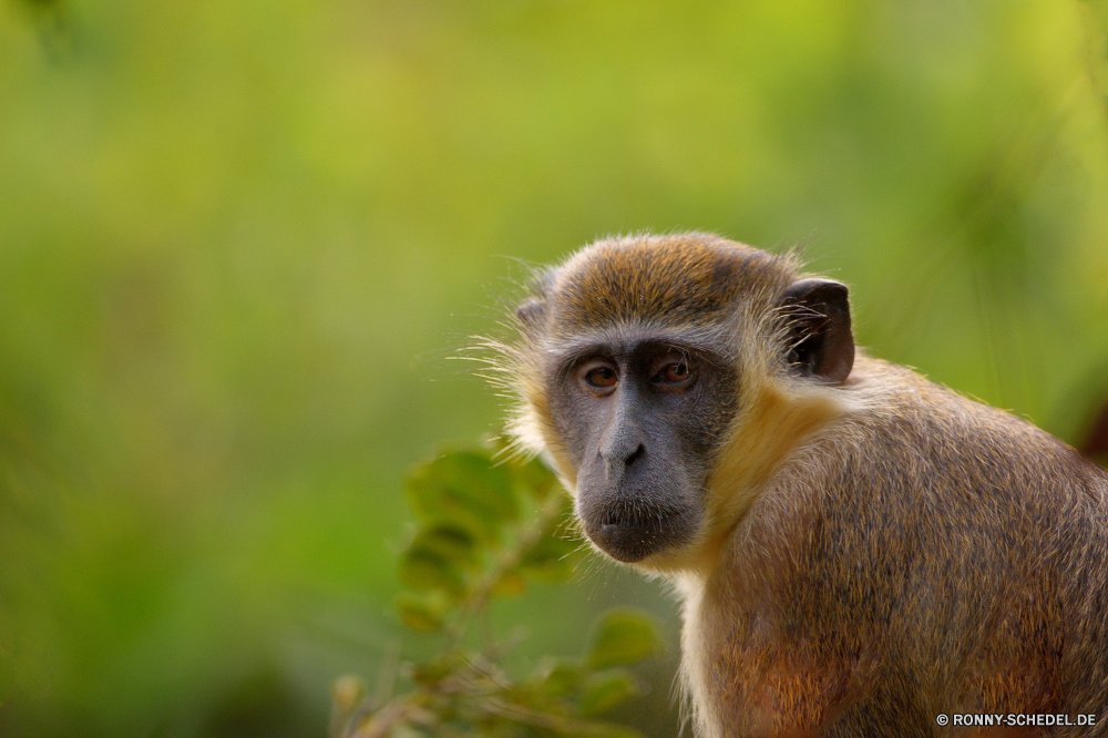  Affe Primas Wildtiere Affe Wild Säugetier Tiere Makaken Zoo Affen Säugetiere Pelz Pavian Safari Gesicht Primaten behaarte Dschungel Kreatur — Baum natürliche niedlich seltene pelzigen Porträt Mutter Erhaltung Bestie Ohr Augen Tropischer gefährdet sitzen Zoologische Grimasse Schnauze Essen Arten schöne Schwanz Wald Süden liebenswert Braun Orang-Utan Lebensraum Park Tierwelt wenig Zähne Haare im freien imitieren Eichhörnchen Klettern Schaukel Baby bunte halten Essen Reisen Familie ausgestorbene Bäume Leben Wildnis Mund ziemlich spielen verwaist Waise süß geschwungen Kindergarten reservieren neugierig Ausdruck Bereich Kind lustig lange Branch Farbe auf der Suche Land monkey primate wildlife ape wild mammal animals macaque zoo monkeys mammals fur baboon safari face primates hairy jungle creature tree natural cute rare furry portrait mother conservation beast ear eyes tropical endangered sitting zoological grimace snout eating species lovely tail forest south adorable brown orangutan habitat park fauna little teeth hair outdoor mimic squirrel climb swing baby colorful hold eat travel family extinct trees life wilderness mouth pretty playing orphaned orphan sweet swinging nursery reserve curious expression area child funny long branch color looking country