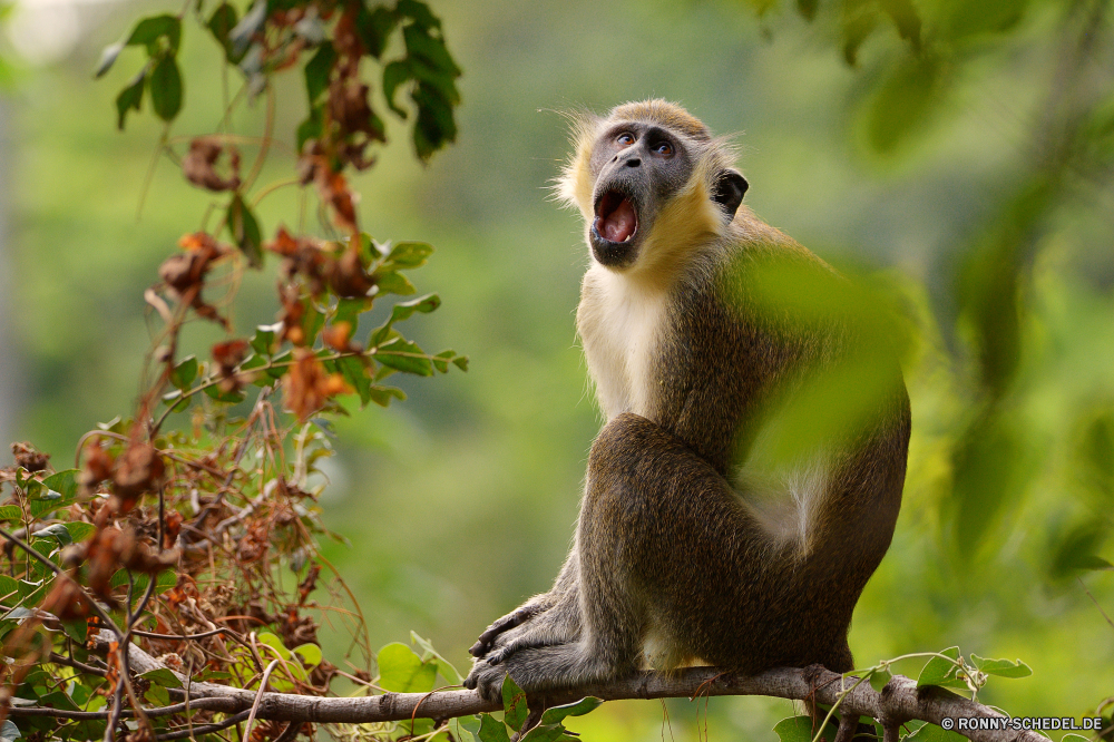  Affe Primas Wildtiere Wild Nasenaffe Makaken Säugetier Tiere Affe Baum Totenkopfaffe Affen Pelz Primaten Dschungel Safari natürliche Gesicht Zoo Kreatur — Säugetiere pelzigen niedlich Lebensraum sitzen seltene Orang-Utan Arten behaarte Essen Schwanz Bäume Erhaltung verwaist Waise Eichhörnchen Kindergarten Essen Tierwelt Branch Leben geschützt Bestie Park Reisen Bereich Porträt Haare Tropischer spielen im freien Entwicklung Feuchtgebiet Sumpf Perle wenig Land entfernten Wald Volk Ziel schwarz Orang-Utans Sanierung Grimasse Klettern Ohr spielen Augen Mutter Zoologische geschwungen gefährdet Klettern Farbe Vogel halten Braun lange Auge schöne monkey primate wildlife wild proboscis monkey macaque mammal animals ape tree squirrel monkey monkeys fur primates jungle safari natural face zoo creature mammals furry cute habitat sitting rare orangutan species hairy eating tail trees conservation orphaned orphan squirrel nursery eat fauna branch life protected beast park travel area portrait hair tropical playing outdoor developing wetland swamp pearl little country remote forest nation destination black orangutans rehabilitation grimace climb ear play eyes mother zoological swinging endangered climbing color bird hold brown long eye lovely