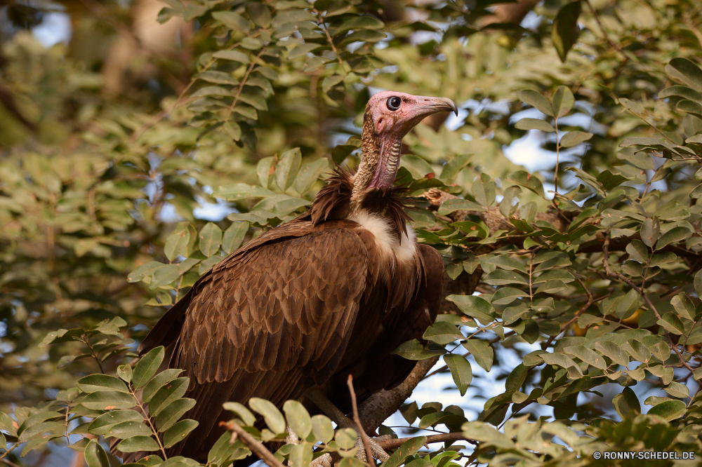  Vogel Geier Turkei Wildtiere Wild Schnabel Schreitvogel Federn Feder fliegen aquatische Vogel Vögel Tier Flügel Flügel fliegen Wasser Tiere See Park Vogelgrippe Gras Flug Storch im freien Safari Teich Ente natürliche Gans Auge Fluss Gefieder Erhaltung Himmel Raubtier Wasservögel schwarz Adler Freiheit nationalen Braun Schwarzstorch Tierwelt Leben Umgebung frei Reisen Beute Geflügel Lebensraum gefährdet Schwanz Kopf Pelikan Jagd reservieren Frühling Meer Männchen Sceada Schließen Gänse Enten Augen Baum Schwimmen im freien Wildnis bunte Familie Entwicklung des ländlichen Ibis bird vulture turkey wildlife wild beak wading bird feathers feather flying aquatic bird birds animal wings wing fly water animals lake park avian grass flight stork outdoors safari pond duck natural goose eye river plumage conservation sky predator waterfowl black eagle freedom national brown black stork fauna life environment free travel prey fowl habitat endangered tail head pelican hunting reserve spring sea male drake close geese ducks eyes tree swimming outdoor wilderness colorful family rural ibis