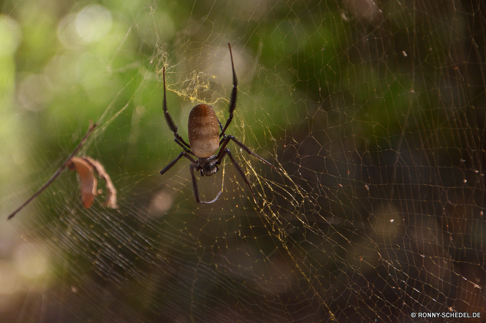  Spinnennetz Spinne Web Trap Arachnid Spinnennetz Gartenkreuzspinne Gliederfüßer Scheune-Spinne Insekt Muster Schließen Wirbellose schwarz Wildtiere Textur Fehler Gestaltung Farbe Nacht Tapete hell Wasser Tropfen Gefahr Licht beängstigend Angst Linie Tier Himmel NET- glänzend Dekoration Hintergründe Spinnenphobie Detail gruselig behaarte Raubtier Bein Beine dunkel Jahr Drop Reflexion Braun Neu Sterne closeup natürliche Grafik Phobie bunte gefährliche Regen im freien Form gelb Wetter Feier transparente spider web spider web trap arachnid cobweb garden spider arthropod barn spider insect pattern close invertebrate black wildlife texture bug design color night wallpaper bright water drops danger light scary fear line animal sky net shiny decoration backgrounds arachnophobia detail creepy hairy predator leg legs dark year drop reflection brown new star closeup natural graphic phobia colorful dangerous rain outdoors shape yellow weather celebration transparent