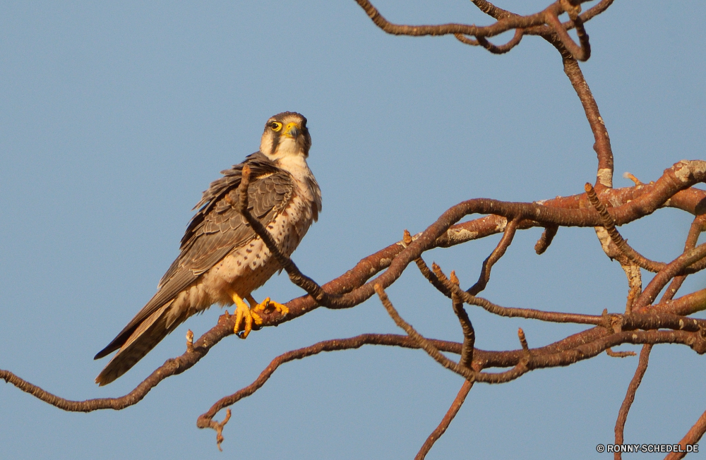  Falke Falke Vogel bird of prey Wildtiere Schnabel Kite Feder Flügel Federn Wild Wirbeltiere Adler Auge Raubtier Baum Beute Branch Vögel Flügel Jäger Vogelgrippe Gefieder Schließen Braun Sperling fliegen thront Porträt Erhaltung Glatze schwarz Schwanz Kopf im freien Augen Frühling Park Tiere closeup gelb Wald Freiheit Tierwelt Flug frei Tier Leben Symbol im freien wenig sitzen Umgebung Himmel Barsch leistungsstarke Profil anzeigen: natürliche Habichtartigen Ornithologie Eule niedlich Klauen Arten Jagd stielaugen gerade Rechnung Holz Bäume Suchen falcon hawk bird bird of prey wildlife beak kite feather wing feathers wild vertebrate eagle eye predator tree prey branch birds wings hunter avian plumage close brown sparrow fly perched portrait conservation bald black tail head outdoors eyes spring park animals closeup yellow forest freedom fauna flight free animal life symbol outdoor little sitting environment sky perch powerful profile natural bird prey ornithology owl cute claws species hunting stare watching bill wood trees look