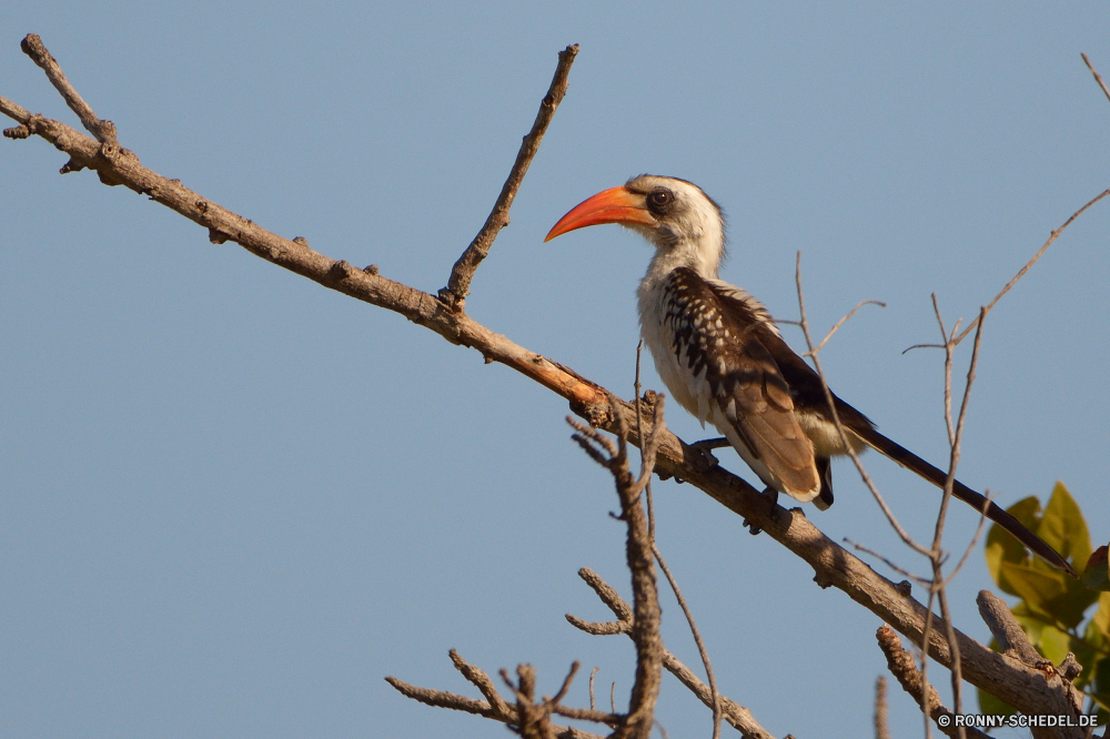  Vogel Wildtiere Schnabel Tier Federn Feder Wild Baum Flügel Flügel Auge Vögel Rechnung Kopf gelb Adler Himmel schwarz im freien natürliche fliegen Vogelgrippe Branch Tropischer Freiheit Wasser Meer fliegen Orange Tiere Schließen Glatze Raubtier Zoo Tierwelt Wald frei Symbol bunte exotische Reisen Beute Flug Ozean Park Tukan Farbe Ornithologie Möwe Möwe Jäger closeup Leben Erhaltung Porträt See thront Gefieder hell im freien Frieden Küste bird wildlife beak animal feathers feather wild tree wings wing eye birds bill head yellow eagle sky black outdoor natural fly avian branch tropical freedom water sea flying orange animals close bald predator zoo fauna forest free symbol colorful exotic travel prey flight ocean park toucan color ornithology gull seagull hunter closeup life conservation portrait lake perched plumage bright outdoors peace coast