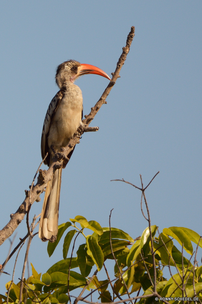  Vogel Wildtiere Schnabel Tier Wild Flügel Federn Feder Flügel Vögel Auge fliegen schwarz Rechnung Baum Tierwelt Tiere natürliche Wasser Branch Flug Kopf Erhaltung gelb im freien Vogelgrippe Freiheit Schließen im freien fliegen Himmel Tropischer Gefieder Meer Park frei thront bunte Wald Süden Leben Orange Ozean Ornithologie Porträt Zoo Schwanz Umgebung Raubtier sitzen Reisen See closeup Fluss Reiher Barsch Beute Adler stehende Fels Farbe Safari Stand Wildnis lange auf der Suche Gras bird wildlife beak animal wild wing feathers feather wings birds eye fly black bill tree fauna animals natural water branch flight head conservation yellow outdoor avian freedom close outdoors flying sky tropical plumage sea park free perched colorful forest south life orange ocean ornithology portrait zoo tail environment predator sitting travel lake closeup river heron perch prey eagle standing rock color safari stand wilderness long looking grass