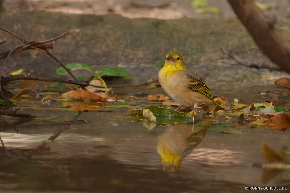  Vogel Waldsänger Finken Stieglitz Schnabel Feder Wildtiere Wild Flügel Federn Sperling Garten Baum Frühling Vogelgrippe niedlich Auge im freien Wirbeltiere schwarz sitzen Vögel Braun Branch fliegen gelb Schnee wenig Winter Kopf Flügel Schwanz Schließen Porträt Saison Tier Barsch Freiheit Wald Ornithologie Männchen einzelne Leben Vogelbeobachtung Zweig Umgebung Tierwelt Essen Tiere closeup Singvogel Papagei ruhelosigkeit Gleichgewicht Augen Park Lebensraum Vogelbeobachtung thront hocken Kanarische Detail natürliche Frost Mund frei Farbe Kanarienvogel Vogel geflügelte zähmen Nest Gefieder hungrige Haustiere Busch Frauen im Haustier posieren bird warbler finch goldfinch beak feather wildlife wild wing feathers sparrow garden tree spring avian cute eye outdoors vertebrate black sitting birds brown branch fly yellow snow little winter head wings tail close portrait season animal perch freedom forest ornithology male single life birdwatching twig environment fauna food animals closeup songbird parrot resting balance eyes park habitat birding perched perching canary detail natural frost mouth free color canary bird winged tame nest plumage hungry pets bush females pet posing