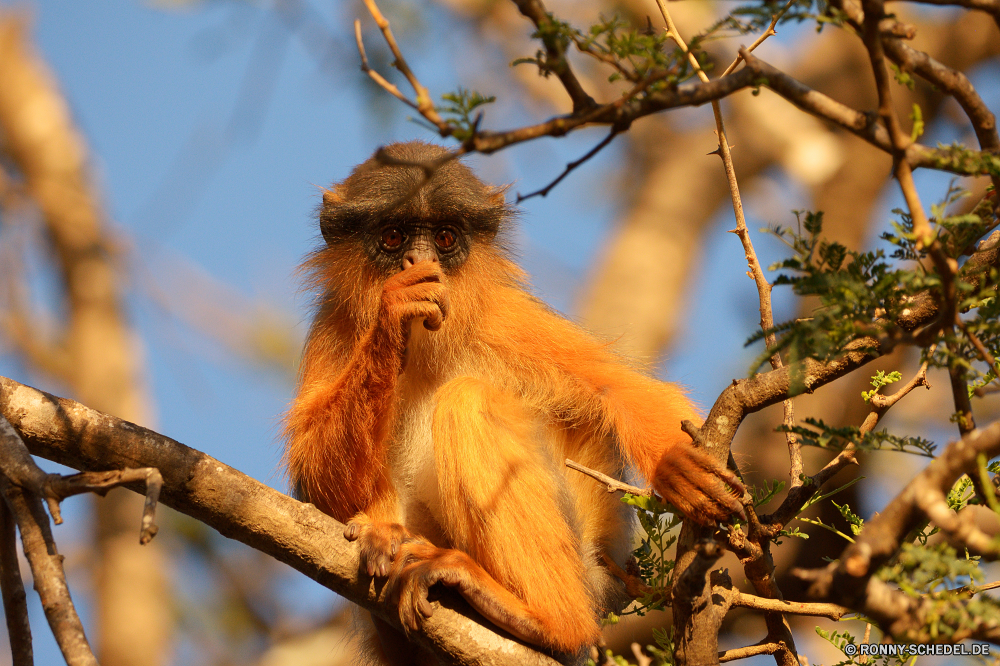  Affe Primas Wildtiere Wild Affe Säugetier Tiere Baum Affen Pelz Zoo Dschungel Safari Primaten natürliche Säugetiere niedlich behaarte Kreatur — Orang-Utan Gesicht pelzigen Porträt Park seltene Branch Braun sitzen Erhaltung Makaken im freien Tropischer Lebensraum Bäume Arten Wald Reisen Vogel verwaist Waise Kindergarten Auge Augen Essen spielen gefährdet Tierwelt Schwanz Wildnis Mutter Essen im freien Schnabel auf der Suche Schließen Haare Sanierung Bestie Leben Klettern Klettern reservieren spielen Ohr Bereich Süden Baby lustig lange wenig Land monkey primate wildlife wild ape mammal animals tree monkeys fur zoo jungle safari primates natural mammals cute hairy creature orangutan face furry portrait park rare branch brown sitting conservation macaque outdoor tropical habitat trees species forest travel bird orphaned orphan nursery eye eyes eating playing endangered fauna tail wilderness mother eat outdoors beak looking close hair rehabilitation beast life climb climbing reserve play ear area south baby funny long little country