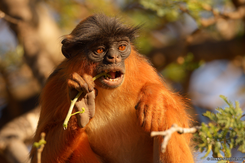  Affe Primas Wildtiere Affe Wild Säugetier Tiere Dschungel Affen Zoo Primaten Baum natürliche Orang-Utan Gesicht Makaken Pelz gefährdet Porträt Safari Erhaltung behaarte Säugetiere Wald Bäume verwaist Waise Kindergarten spielen Kreatur — Augen Lebensraum niedlich pelzigen Mutter spielen seltene Haare schwarz Klettern Schaukel Tropischer Arten im freien Braun Schimpanse geschwungen lustig Park Juvenile Leben Ausdruck Mund Kind Familie Orang-Utans Affen Gorilla Sanierung zusammen Klettern Männchen sitzen Tierwelt Essen Wildnis lange Auge Baby Reisen Suchen monkey primate wildlife ape wild mammal animals jungle monkeys zoo primates tree natural orangutan face macaque fur endangered portrait safari conservation hairy mammals forest trees orphaned orphan nursery playing creature eyes habitat cute furry mother play rare hair black climb swing tropical species outdoor brown chimpanzee swinging funny park juvenile life expression mouth child family orangutans apes gorilla rehabilitation together climbing male sitting fauna eating wilderness long eye baby travel look