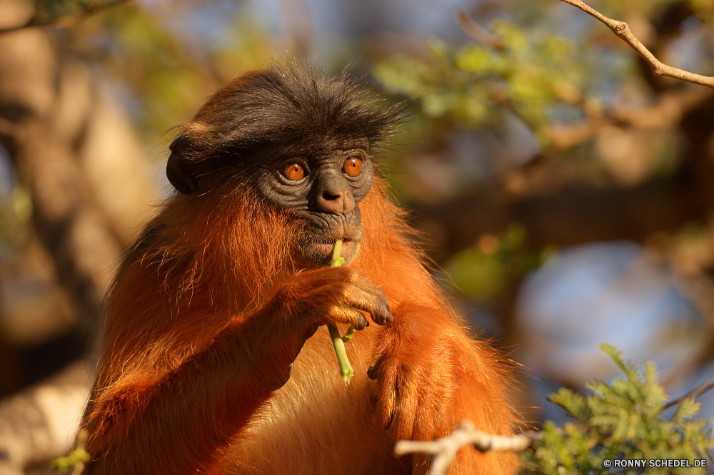  Affe Primas Wildtiere Affe Wild Säugetier Tiere Primaten Affen Orang-Utan Zoo Dschungel natürliche Baum Pelz Gesicht Safari Porträt Säugetiere verwaist Waise Kindergarten Erhaltung gefährdet behaarte Bäume Wald Augen niedlich Haare Makaken Lebensraum spielen Klettern pelzigen Braun Tropischer Kreatur — spielen Orang-Utans Affen Sanierung Arten seltene Mutter schwarz Klettern Park im freien Schaukel Mund Leben lustig Reisen Auge geschwungen stielaugen Tierwelt Hängende Gorilla Suchen geschützt hängen Männchen Baby reservieren sitzen entfernten Bereich Wildnis Ziel zusammen monkey primate wildlife ape wild mammal animals primates monkeys orangutan zoo jungle natural tree fur face safari portrait mammals orphaned orphan nursery conservation endangered hairy trees forest eyes cute hair macaque habitat playing climb furry brown tropical creature play orangutans apes rehabilitation species rare mother black climbing park outdoor swing mouth life funny travel eye swinging stare fauna hanging gorilla look protected hang male baby reserve sitting remote area wilderness destination together