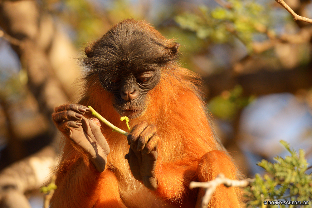  Affe Primas Wildtiere Säugetier Wild Affe Tiere Dschungel Affen Zoo natürliche Pelz Baum Primaten Porträt Orang-Utan Gesicht Braun Safari Haare pelzigen niedlich behaarte Kreatur — Erhaltung Säugetiere Wald seltene verwaist Waise Kindergarten Makaken Bäume Lebensraum Arten gefährdet Augen Tropischer im freien Mutter Leben Essen spielen Orang-Utans Park Sanierung Auge im freien Suchen schwarz sitzen Reisen Entwicklung Feuchtgebiet Sumpf geschützt Perle Klettern Land stielaugen entfernten Hängende spielen Bereich Baby Volk Ziel Essen Schließen Affen geschwungen Klettern Schaukel hängen Tierwelt Ausdruck Mund halten lustig lange monkey primate wildlife mammal wild ape animals jungle monkeys zoo natural fur tree primates portrait orangutan face brown safari hair furry cute hairy creature conservation mammals forest rare orphaned orphan nursery macaque trees habitat species endangered eyes tropical outdoor mother life eating playing orangutans park rehabilitation eye outdoors look black sitting travel developing wetland swamp protected pearl climb country stare remote hanging play area baby nation destination eat close apes swinging climbing swing hang fauna expression mouth holding funny long