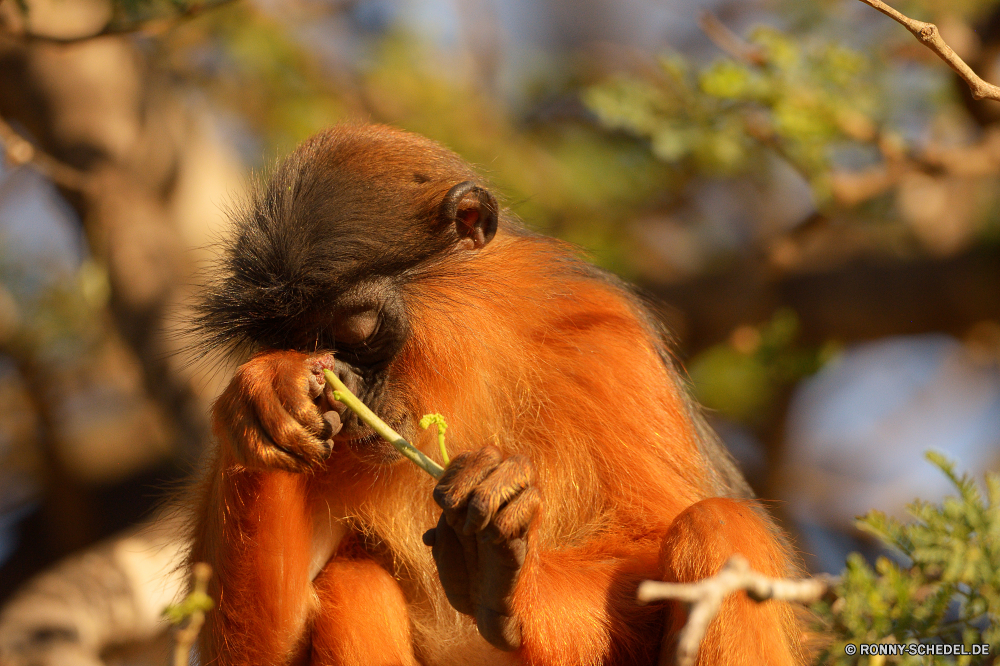  Affe Primas Orang-Utan Wildtiere Affe Wild Säugetier Tiere Dschungel Primaten Zoo Brüllaffen Affen natürliche Baum Pelz verwaist Waise Kindergarten Bäume Gesicht behaarte spielen Kreatur — spielen Sanierung Braun gefährdet Orang-Utans Klettern niedlich Lebensraum seltene Klettern Porträt Erhaltung Safari Haare Wald Augen Säugetiere pelzigen geschwungen Schaukel Mutter Waisen Juvenile Hängende Suchen Baby Essen hängen zusammen stielaugen Leben sitzen Tropischer Reisen schwarz Park Auge Schließen Affen Arten im freien Mund im freien lustig monkey primate orangutan wildlife ape wild mammal animals jungle primates zoo howler monkey monkeys natural tree fur orphaned orphan nursery trees face hairy playing creature play rehabilitation brown endangered orangutans climb cute habitat rare climbing portrait conservation safari hair forest eyes mammals furry swinging swing mother orphans juvenile hanging look baby eating hang together stare life sitting tropical travel black park eye close apes species outdoor mouth outdoors funny