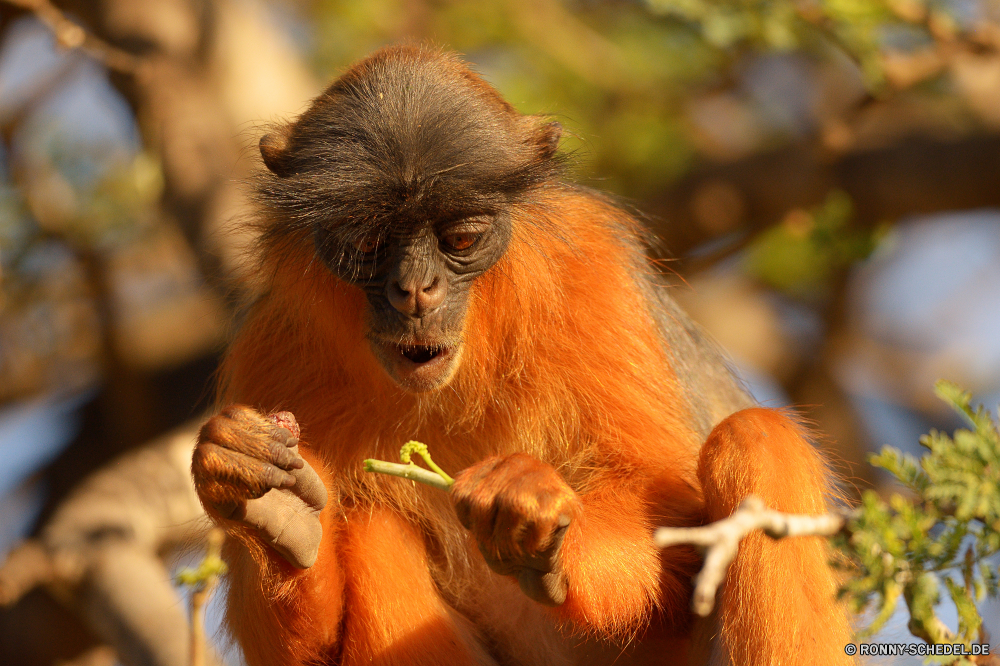  Affe Primas Wildtiere Affe Wild Säugetier Tiere Affen Dschungel Primaten Zoo Baum Orang-Utan natürliche Pelz Gesicht gefährdet Safari Porträt Säugetiere Makaken Erhaltung niedlich Kreatur — verwaist Waise Kindergarten behaarte pelzigen Wald seltene spielen Bäume Mutter Lebensraum Nasenaffe spielen Augen Tropischer Klettern Haare Braun Arten lustig Schaukel im freien sitzen Orang-Utans Affen Sanierung geschwungen schwarz Ausdruck Leben Essen Park Juvenile Klettern Reisen Baby Essen Kind Suchen geschützt Männchen Tierwelt entfernten Bereich Wildnis Mund Ziel auf der Suche Auge Familie zusammen monkey primate wildlife ape wild mammal animals monkeys jungle primates zoo tree orangutan natural fur face endangered safari portrait mammals macaque conservation cute creature orphaned orphan nursery hairy furry forest rare playing trees mother habitat proboscis monkey play eyes tropical climb hair brown species funny swing outdoor sitting orangutans apes rehabilitation swinging black expression life eating park juvenile climbing travel baby eat child look protected male fauna remote area wilderness mouth destination looking eye family together