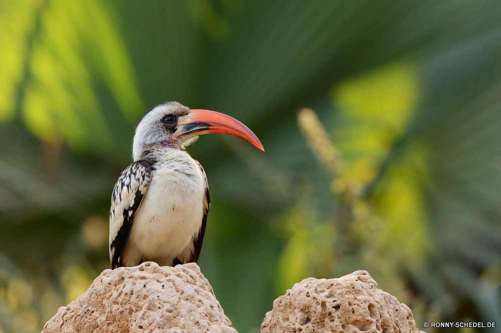  Vogel Wildtiere Schnabel Tier gelb Kopf Auge Wild Tropischer Blume Orange Feder natürliche Federn exotische Farbe Flügel Rechnung bunte Vögel schwarz Schließen Pflanze Zoo Wasser Wald Tukan hell Dschungel Ornithologie Vogelgrippe closeup Meer Baum Garten im freien Sommer Flora Blumen Tierwelt Frühling Flügel Leben Erhaltung Floral Blatt sitzen Tiere Blütenblatt Blumen blühen bird wildlife beak animal yellow head eye wild tropical flower orange feather natural feathers exotic color wing bill colorful birds black close plant zoo water forest toucan bright jungle ornithology avian closeup sea tree garden outdoor summer flora flowers fauna spring wings life conservation floral leaf sitting animals petal blossom