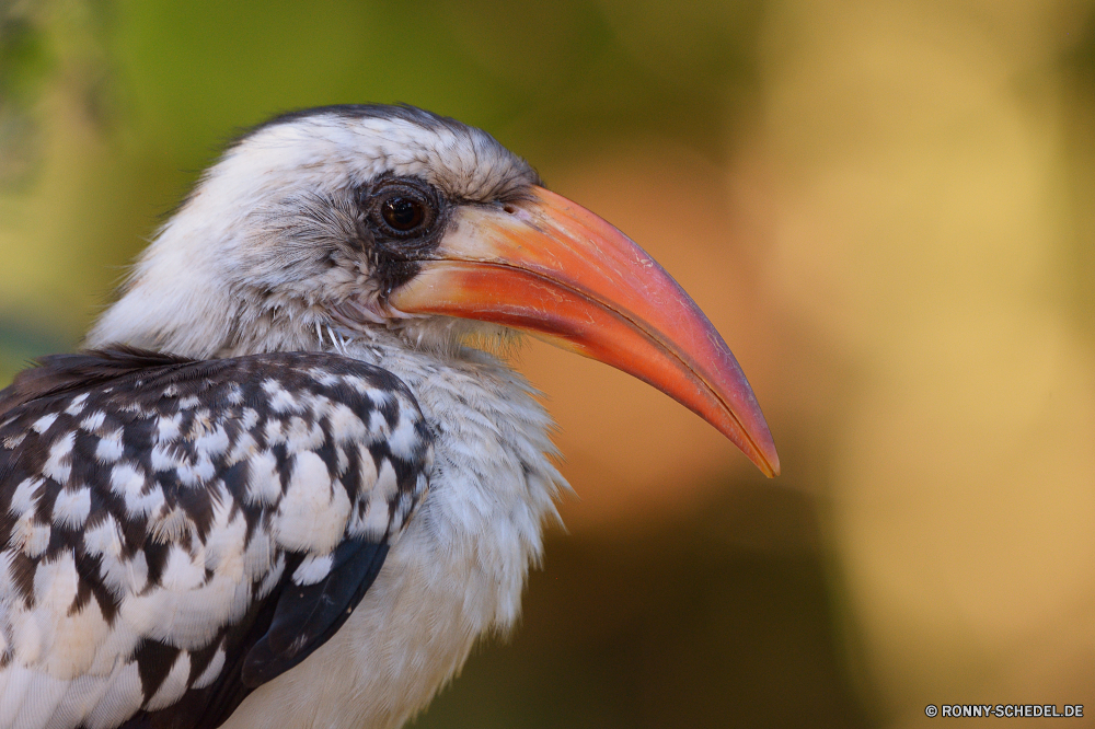  Vogel Schnabel Wildtiere Tier Federn Wild Feder Flügel Rechnung Auge Pelikan Flügel Kopf Adler Vögel Glatze gelb Raubtier Zoo Gefieder Vogelgrippe Porträt Angeln fliegen Wasser Jäger Tropischer schwarz Schließen Beute Tierwelt closeup Meer Symbol See im freien exotische bunte Freiheit natürliche Baum majestätisch Braun Profil anzeigen: fliegen Farbe Tukan Tiere Weißkopfseeadler Ornithologie Wald Erhaltung Barsch gefährdet Reisen Flug frei bird beak wildlife animal feathers wild feather wings bill eye pelican wing head eagle birds bald yellow predator zoo plumage avian portrait fishing fly water hunter tropical black close prey fauna closeup sea symbol lake outdoor exotic colorful freedom natural tree majestic brown profile flying color toucan animals bald eagle ornithology forest conservation perch endangered travel flight free