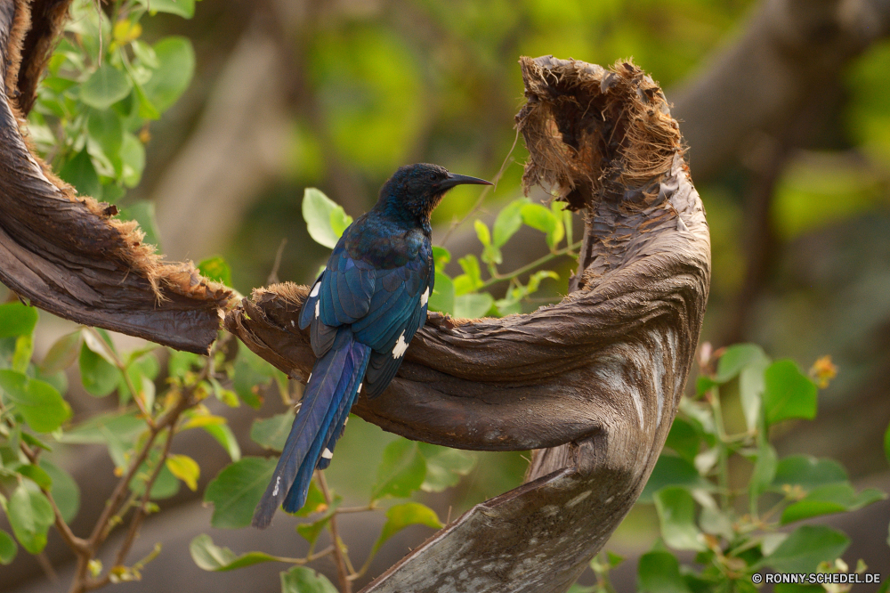  Vogel Wirbeltiere Chordatiere Schnabel Wildtiere Tier Feder Papagei Wild Flügel Tropischer Baum Branch Zoo Ara Auge Federn Vögel gelb Flügel bunte Tiere Wald fliegen Schließen exotische Park Barsch Tierwelt hell Farbe Gefieder Rechnung Vogelgrippe Kopf sitzen natürliche schwarz Kuckuck Papageien thront Haustier Leben Schwanz Holz Sittich Pfau Arten im freien Farben Haustiere niedlich Orange Freiheit Porträt closeup Dschungel gerade fliegen Multi frei peafowl Voliere Ornithologie Flug groß im Gespräch Erhaltung Regenbogen auf der Suche Männchen bird vertebrate chordate beak wildlife animal feather parrot wild wing tropical tree branch zoo macaw eye feathers birds yellow wings colorful animals forest fly close exotic park perch fauna bright color plumage bill avian head sitting natural black cuckoo parrots perched pet life tail wood parakeet peacock species outdoors colors pets cute orange freedom portrait closeup jungle watching flying multi free peafowl aviary ornithology flight great talking conservation rainbow looking male