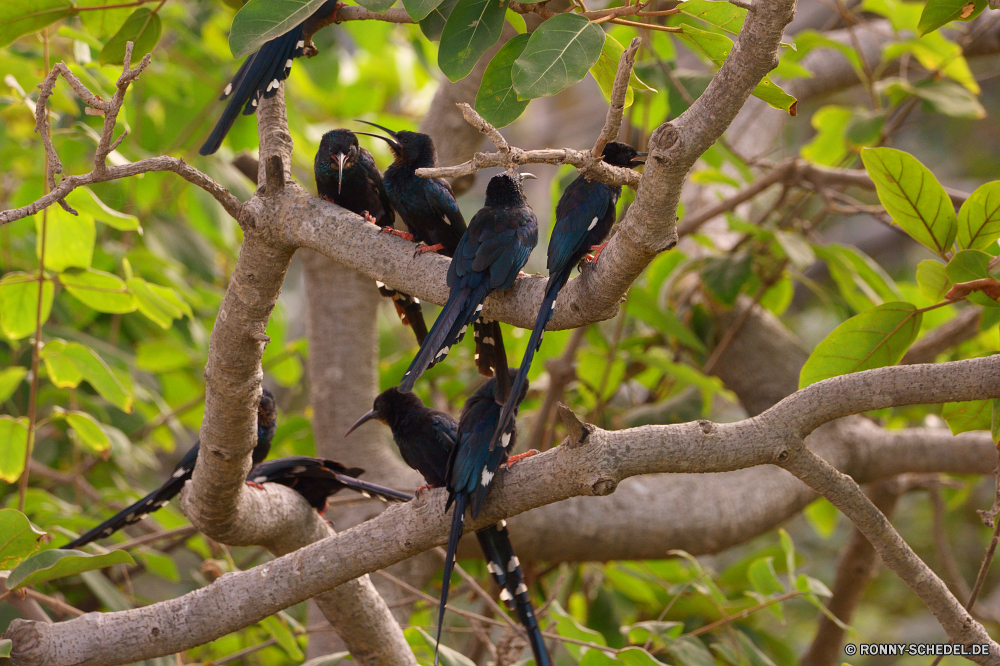  Tukan Vogel Baum Branch Wildtiere Tier Wild Himmel Wald Park Feder im freien Schnabel Zweige Flügel Frühling Blatt natürliche Holz Pflanze Vögel Saison im freien Leben schwarz Blätter Flügel Starling Tropischer Ornithologie Umgebung Federn Herbst Landschaft Tierwelt Schwanz Farbe sitzen gelb Tiere Belaubung Säugetier Flora Bäume Sonne closeup fliegen Garten Auge Gefieder Kofferraum Zoo Kreatur — Hölzer Licht Frieden bunte toucan bird tree branch wildlife animal wild sky forest park feather outdoor beak branches wing spring leaf natural wood plant birds season outdoors life black leaves wings starling tropical ornithology environment feathers autumn landscape fauna tail color sitting yellow animals foliage mammal flora trees sun closeup fly garden eye plumage trunk zoo creature woods light peace colorful