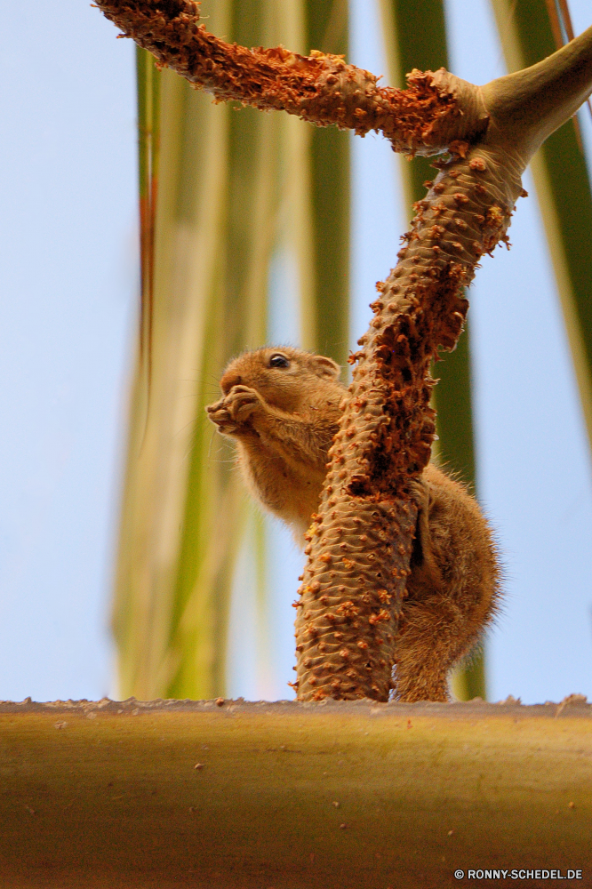  Affe Säugetier Wildtiere Wild Primas Mungo Pelz Braun Eichhörnchen Nagetier niedlich Zoo Tiere pelzigen Baum Schwanz Wald Park im freien natürliche Kopf Aufzuchtbecken Haustier Augen Tier Haare stielaugen Schließen Kamel Safari Vogel flauschige Porträt Affe Auge Bäume Seidenäffchen Wüste Gesicht Organismus sitzen Tropischer Reisen Essen Essen Holz Baby Talos IV – Tabu gefährdet behaarte schwarz östliche Tierwelt Kreatur — außerhalb im freien Feed Lama liebenswert Branch inländische Heu grau monkey mammal wildlife wild primate mongoose fur brown squirrel rodent cute zoo animals furry tree tail forest park outdoors natural head critter pet eyes animal hair stare close camel safari bird fluffy portrait ape eye trees marmoset desert face organism sitting tropical travel eating eat wood baby menagerie endangered hairy black eastern fauna creature outside outdoor feed llama adorable branch domestic hay gray