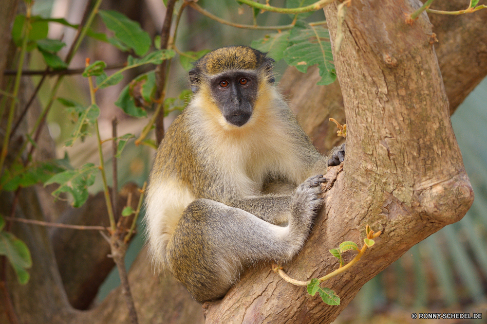  Affe Primas Wildtiere Affe Wild Säugetier Tiere Zoo Safari Affen Säugetiere Pelz Gesicht Baum natürliche behaarte Dschungel Kreatur — niedlich Makaken Primaten seltene Erhaltung pelzigen Arten Mutter Grimasse sitzen Bestie Lebensraum Porträt schöne Zoologische gefährdet Schwanz wenig Park Tropischer imitieren Eichhörnchen Schnauze Essen Klettern Ohr Wald Reisen Pavian ausgestorbene im freien Tierwelt Bereich Zähne Augen Süden bunte Orang-Utan Feuchtgebiet Entwicklung Sumpf geschützt Perle Land entfernten Braun süß Volk Ziel liebenswert spielen Familie Fanny Bäume Schaukel Leben ziemlich halten lustig Branch aufgebläht verwaist Waise Kindergarten Farbe reservieren neugierig Wildnis Essen Kind lange Auge Haare monkey primate wildlife ape wild mammal animals zoo safari monkeys mammals fur face tree natural hairy jungle creature cute macaque primates rare conservation furry species mother grimace sitting beast habitat portrait lovely zoological endangered tail little park tropical mimic squirrel snout eating climb ear forest travel baboon extinct outdoor fauna area teeth eyes south colorful orangutan wetland developing swamp protected pearl country remote brown sweet nation destination adorable playing family fanny trees swing life pretty hold funny branch bellied orphaned orphan nursery color reserve curious wilderness eat child long eye hair