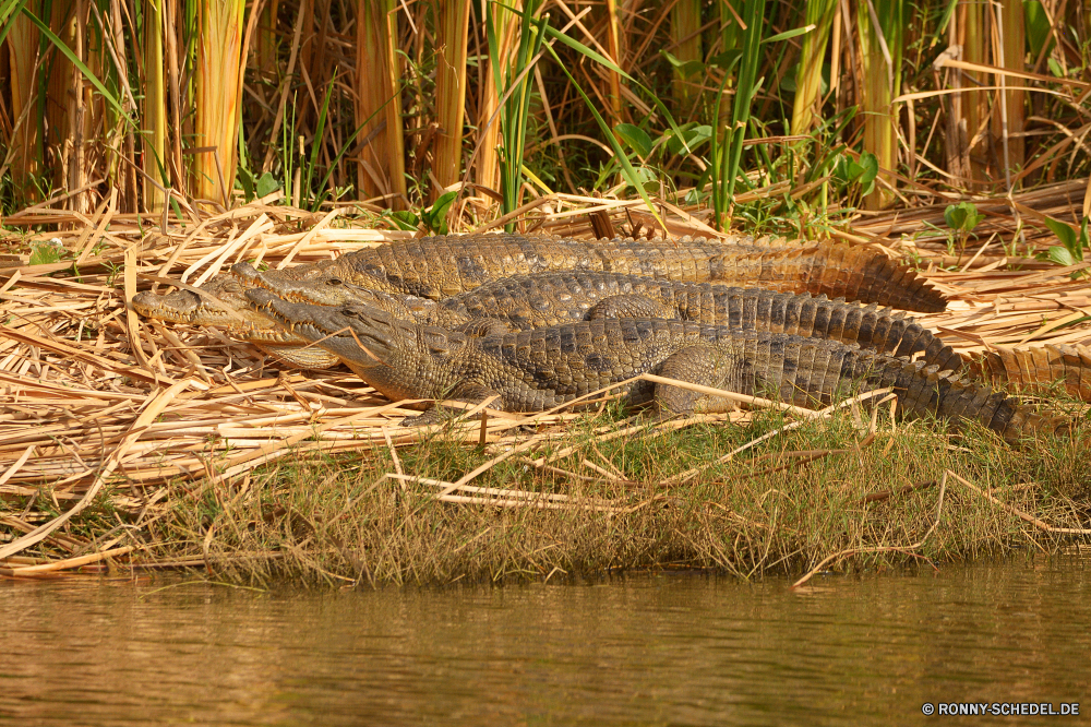  Krokodil Reptil Wasser Wildtiere Fluss Wild See Alligator im freien Teich Landschaft Baum Gras Reflexion Wald Park gefährliche Tiere Pflanze Sommer nass natürliche Umgebung Raubtier Blätter Erhaltung Bäume Fleischfresser Wildnis Gefahr ruhige Säugetier Himmel Tierwelt Safari Hölzer Saison Zähne Tropischer Mund Kopf Vogel nationalen Braun Auge gelb Sumpf Sumpf Frühling Meer Blatt Zoo Bewuchs im freien Strand closeup Belaubung Herbst crocodile reptile water wildlife river wild lake alligator outdoors pond landscape tree grass reflection forest park dangerous animals plant summer wet natural environment predator leaves conservation trees carnivore wilderness danger tranquil mammal sky fauna safari woods season teeth tropical mouth head bird national brown eye yellow marsh swamp spring sea leaf zoo vegetation outdoor beach closeup foliage autumn