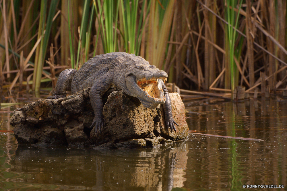  Alligator Reptil Krokodil Wasser Wildtiere Nilpferd Wild See Teich Fluss Schildkröte Sumpfschildkröte Vogel Huftier Park im freien Reflexion Baum Gras Zoo Tiere Landschaft gefährliche Erhaltung Stream Säugetier im freien natürliche Schnabel Umgebung Wald Federn Raubtier Tierwelt Safari Wildnis Braun Stein Kopf Auge Wasser Schlange Sommer Sumpf Fels Mund Tropischer gelb Eidechse langsam Fleischfresser Vögel reservieren Schwimmen Meer Süden ruhige Bäume Sumpf Frühling aquatische Flügel Zähne Ökologie friedliche Gefahr nass alligator reptile crocodile water wildlife hippopotamus wild lake pond river turtle terrapin bird ungulate park outdoors reflection tree grass zoo animals landscape dangerous conservation stream mammal outdoor natural beak environment forest feathers predator fauna safari wilderness brown stone head eye water snake summer swamp rock mouth tropical yellow lizard slow carnivore birds reserve swimming sea south tranquil trees marsh spring aquatic wings teeth ecology peaceful danger wet